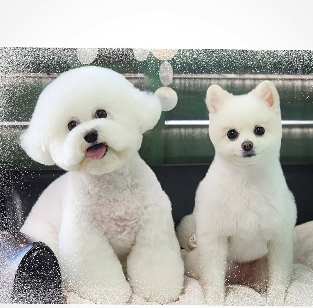 스타일펫 대표 이미지