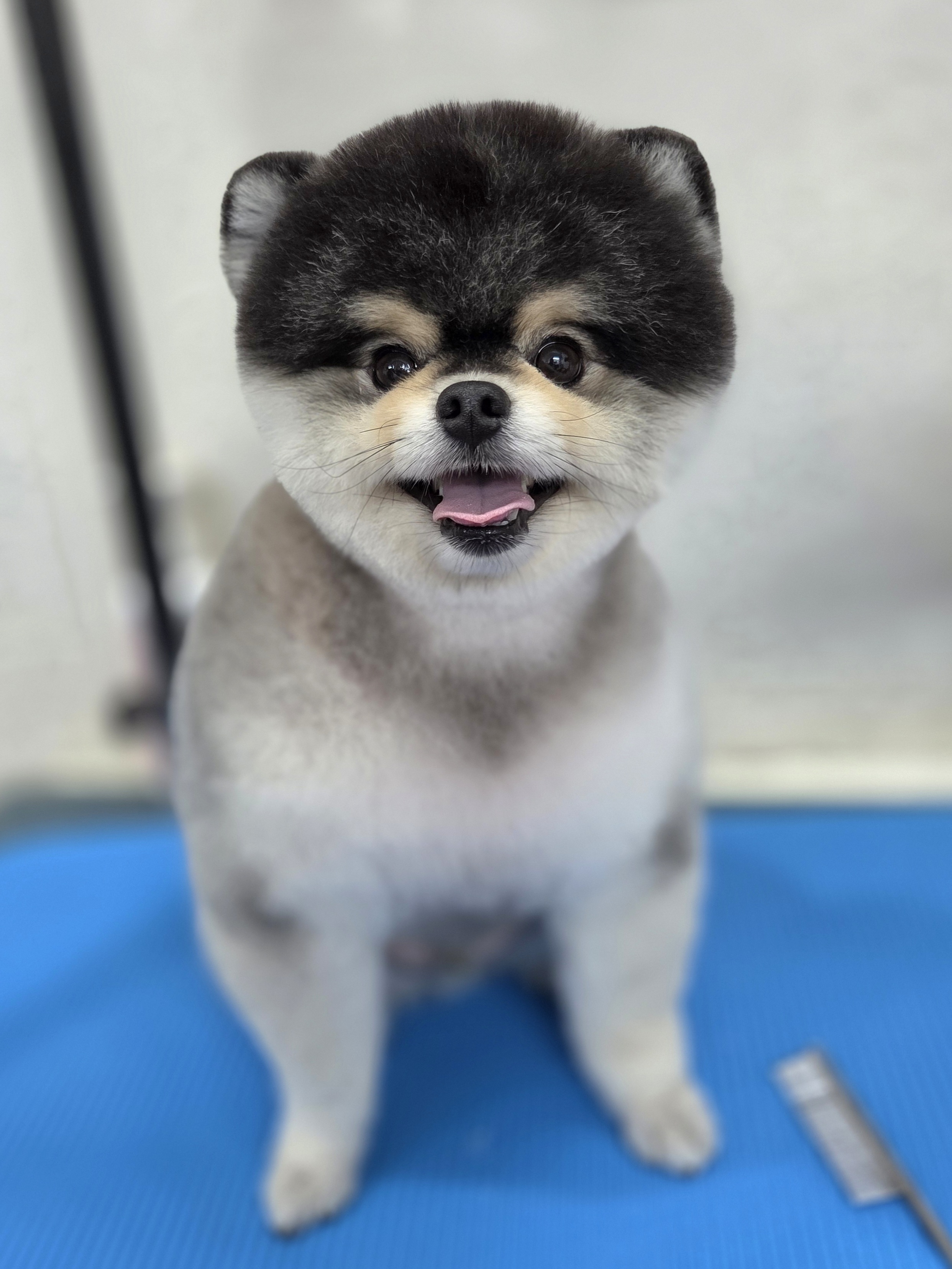 강아지소풍 대표 이미지