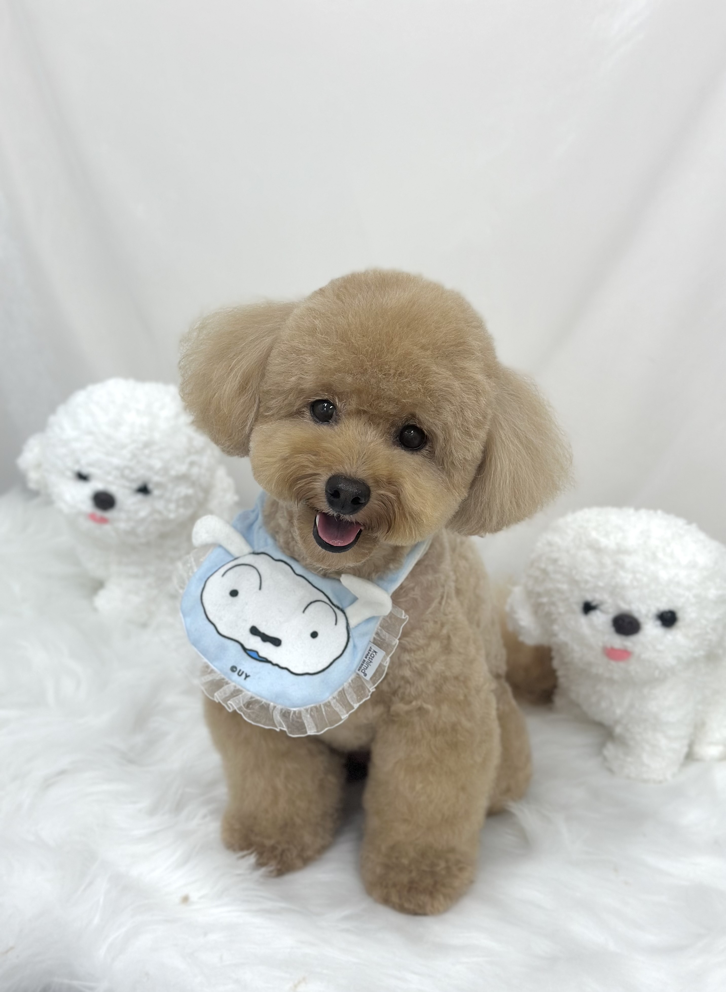 단아하개 대표 이미지