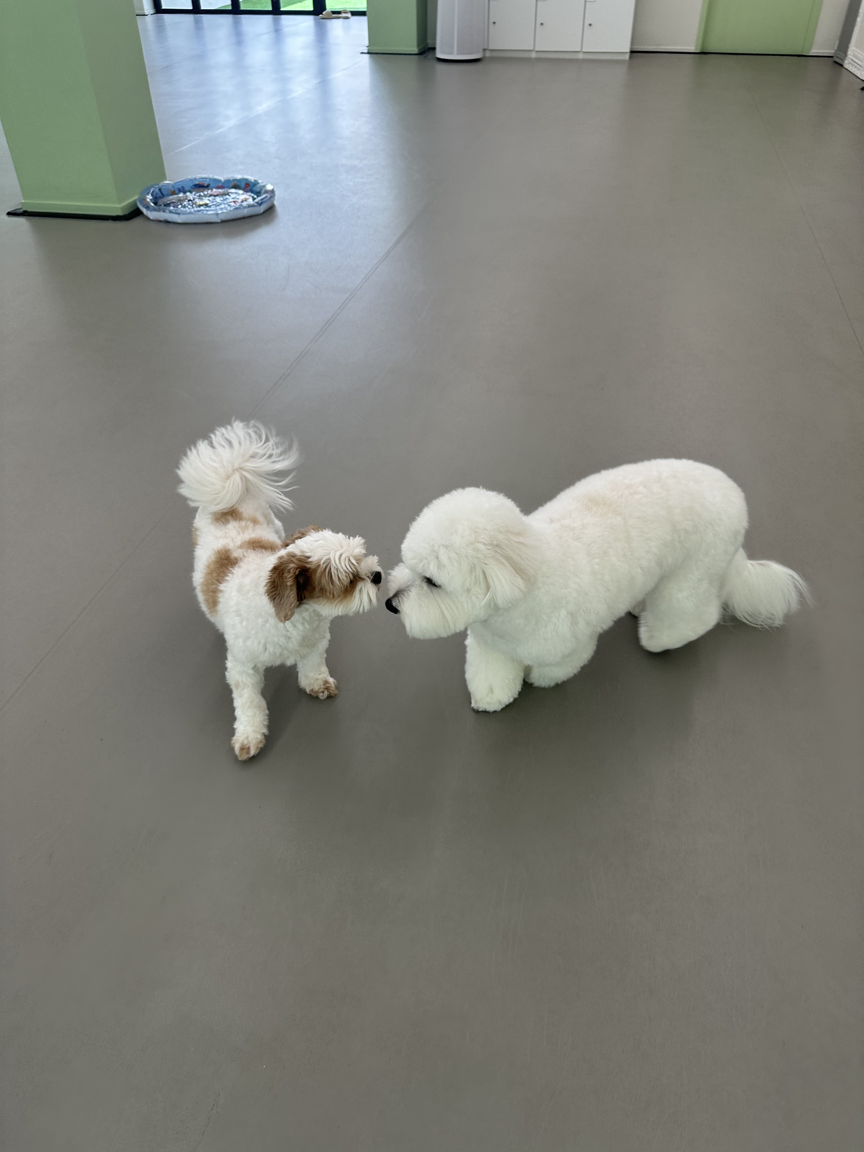 애견유치원 왈스 강북점 대표 이미지