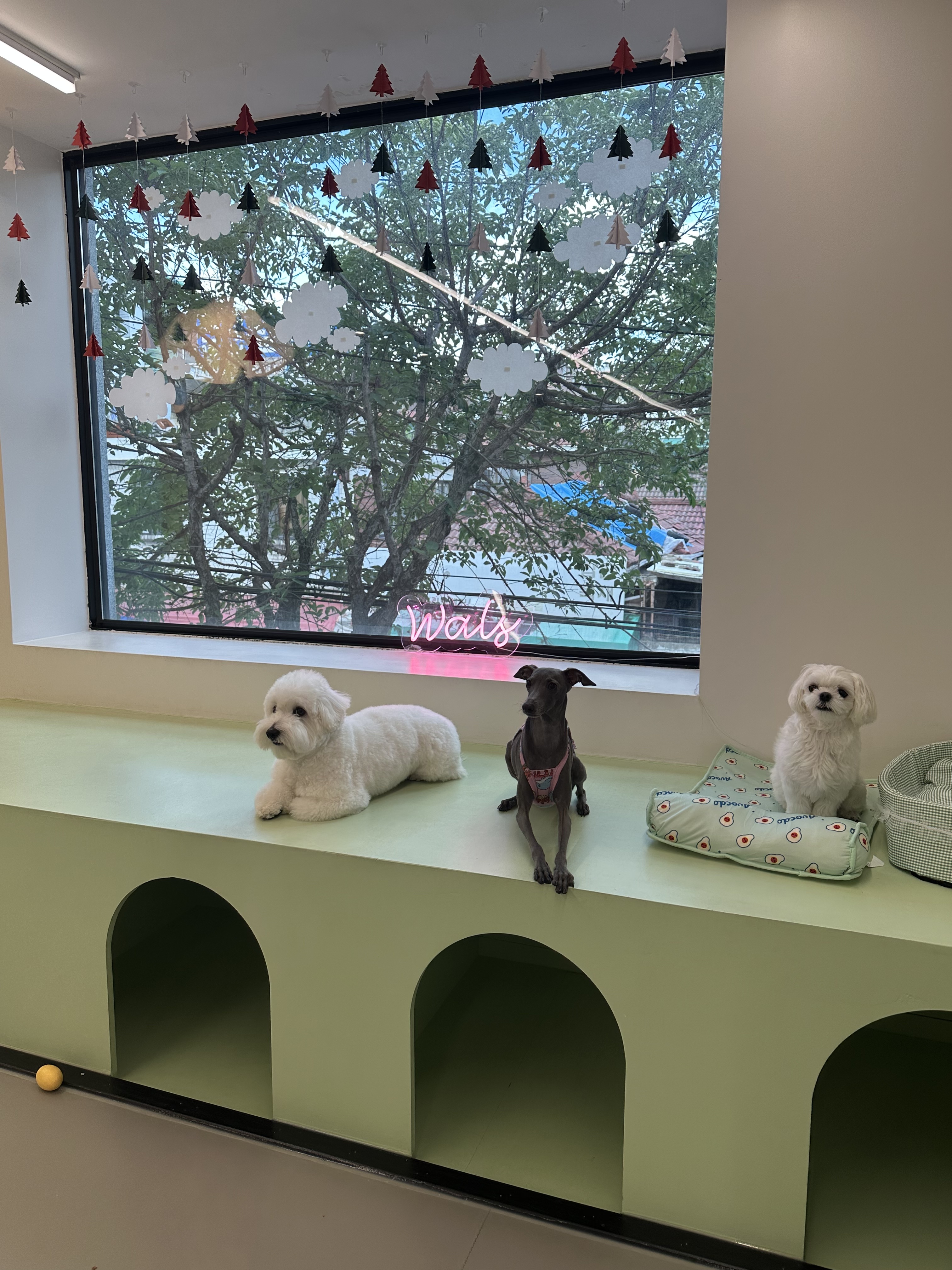 애견유치원 왈스 대표 이미지