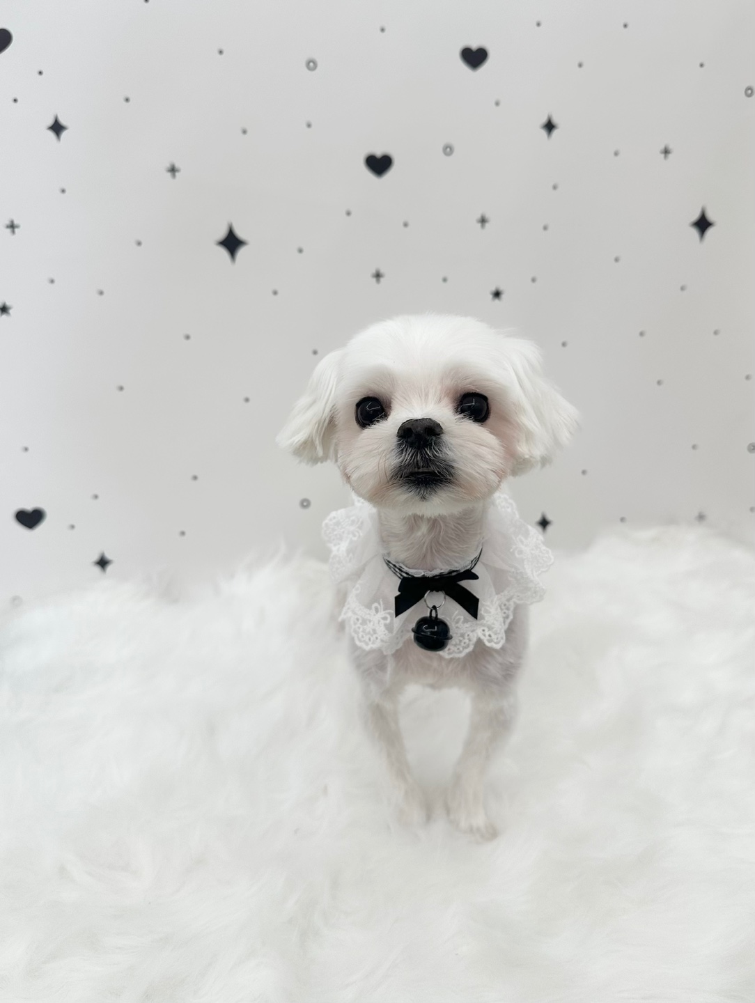 산책가자멍 대표 이미지