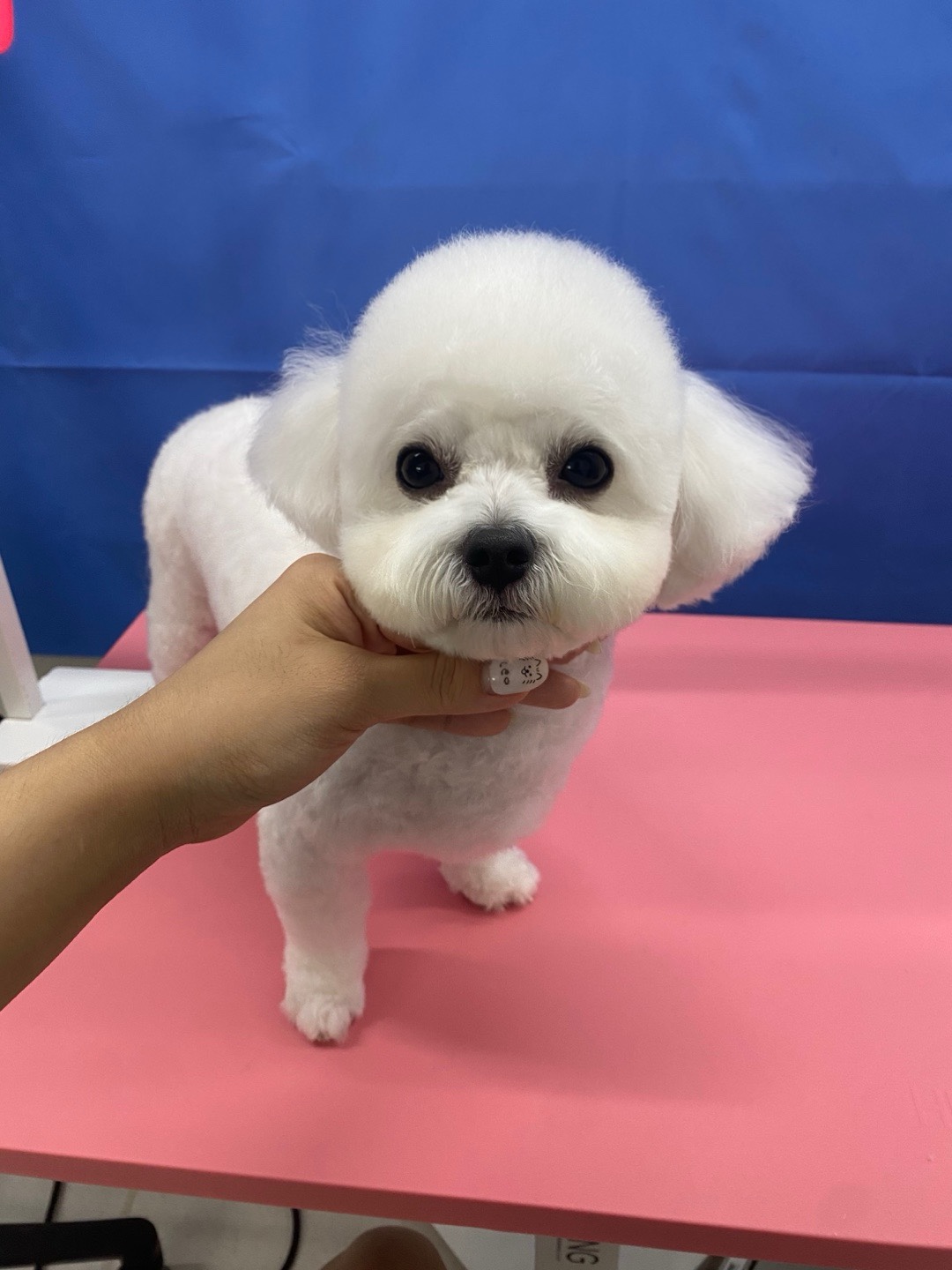 비비몽 대표 이미지