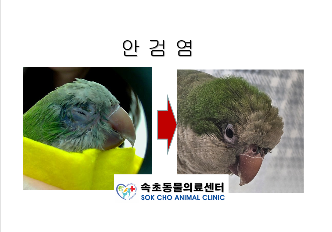 속초동물의료센터