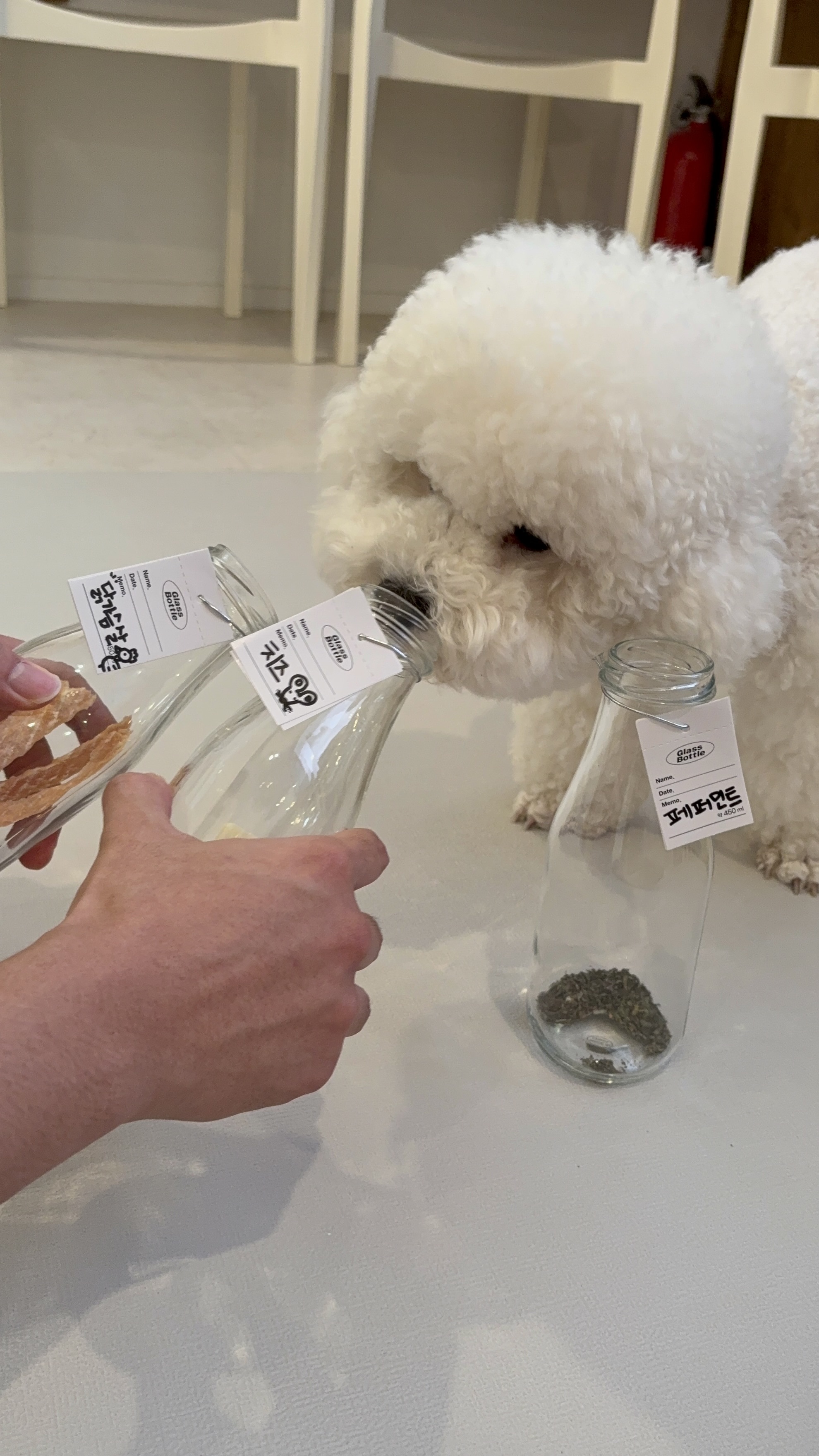 호호멍 애견유치원&카페 대표 이미지