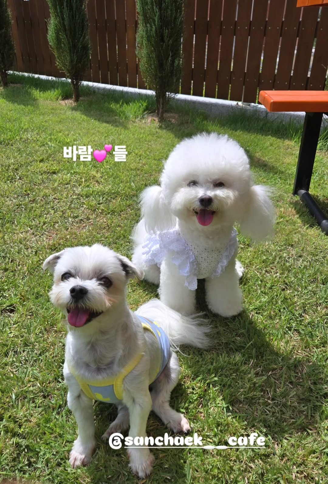 애견카페 산책 이미지