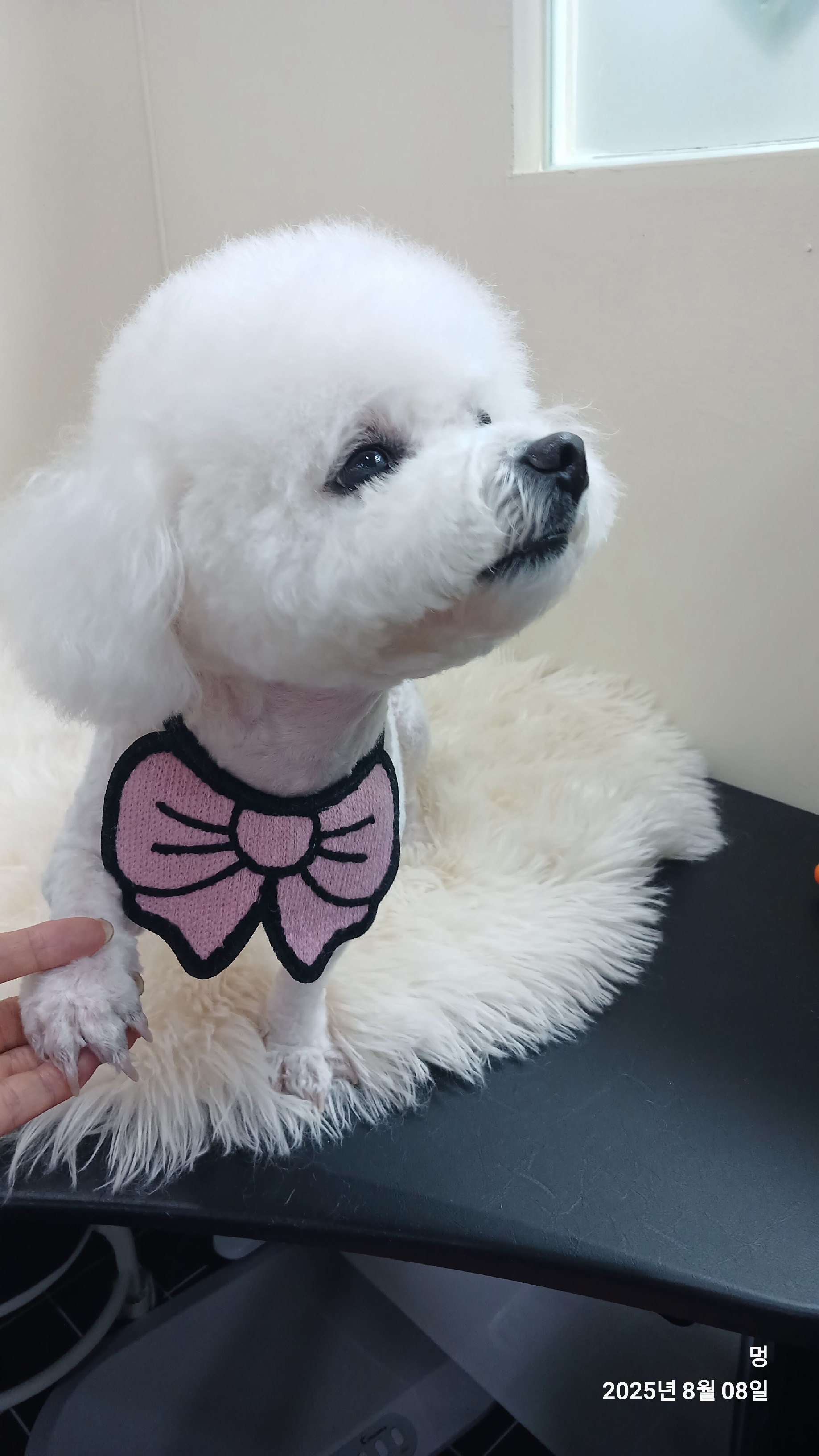 멍 애견미용실 대표 이미지