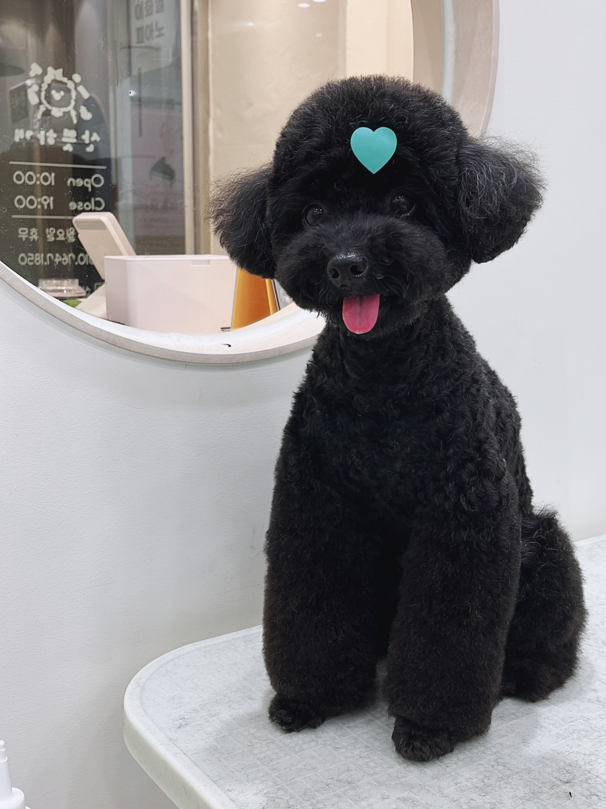 산뜻하개 대표 이미지