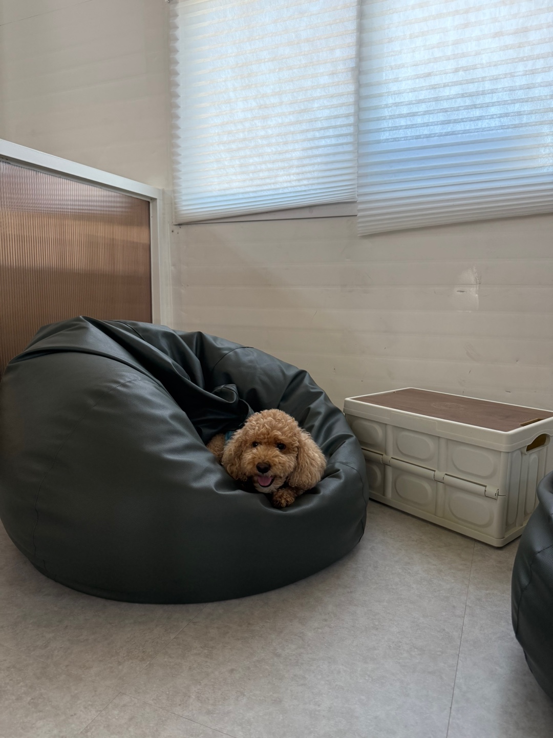 웨이브독 대표 이미지