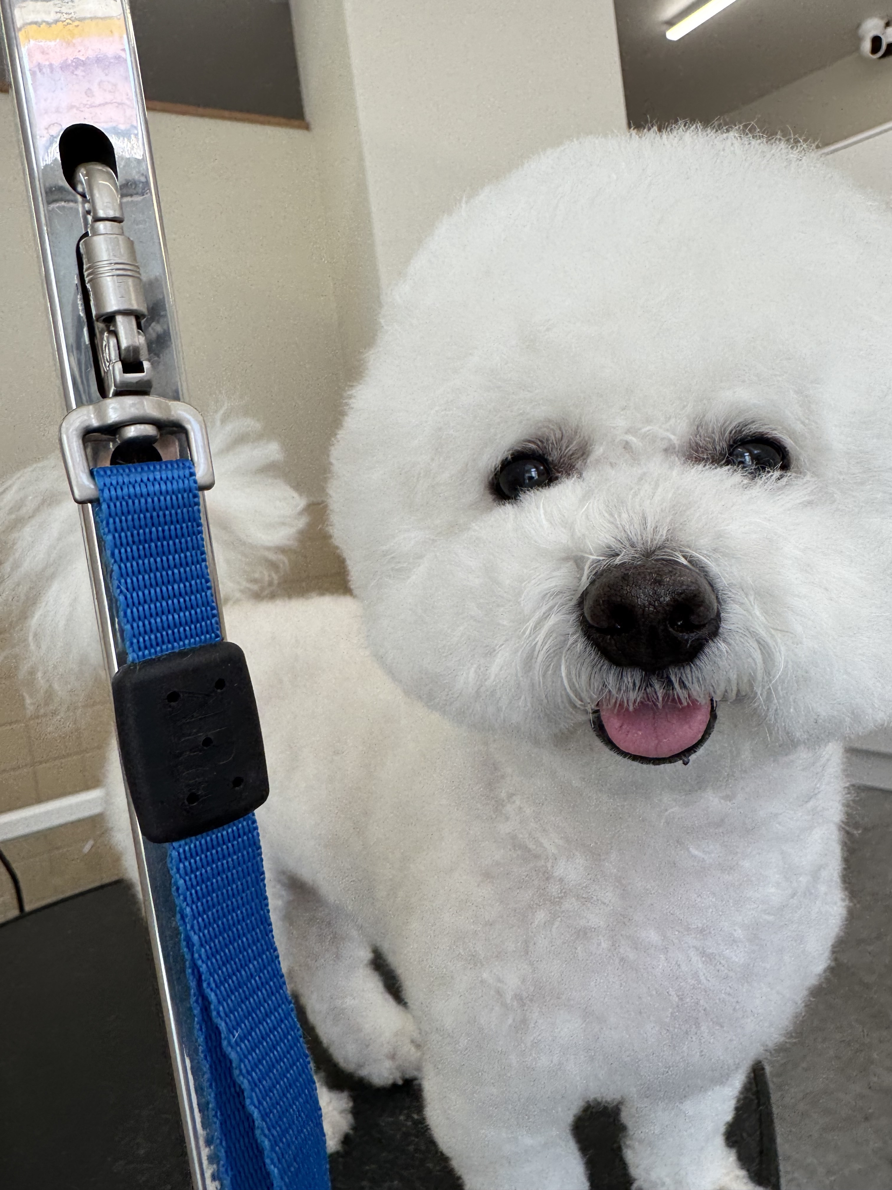 다오니 대표 이미지 - 강아지 미용실 내부