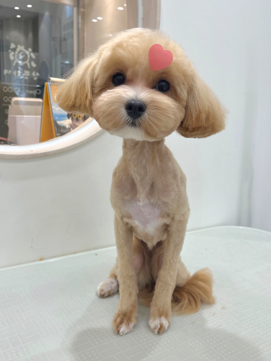 산뜻하개 대표 이미지