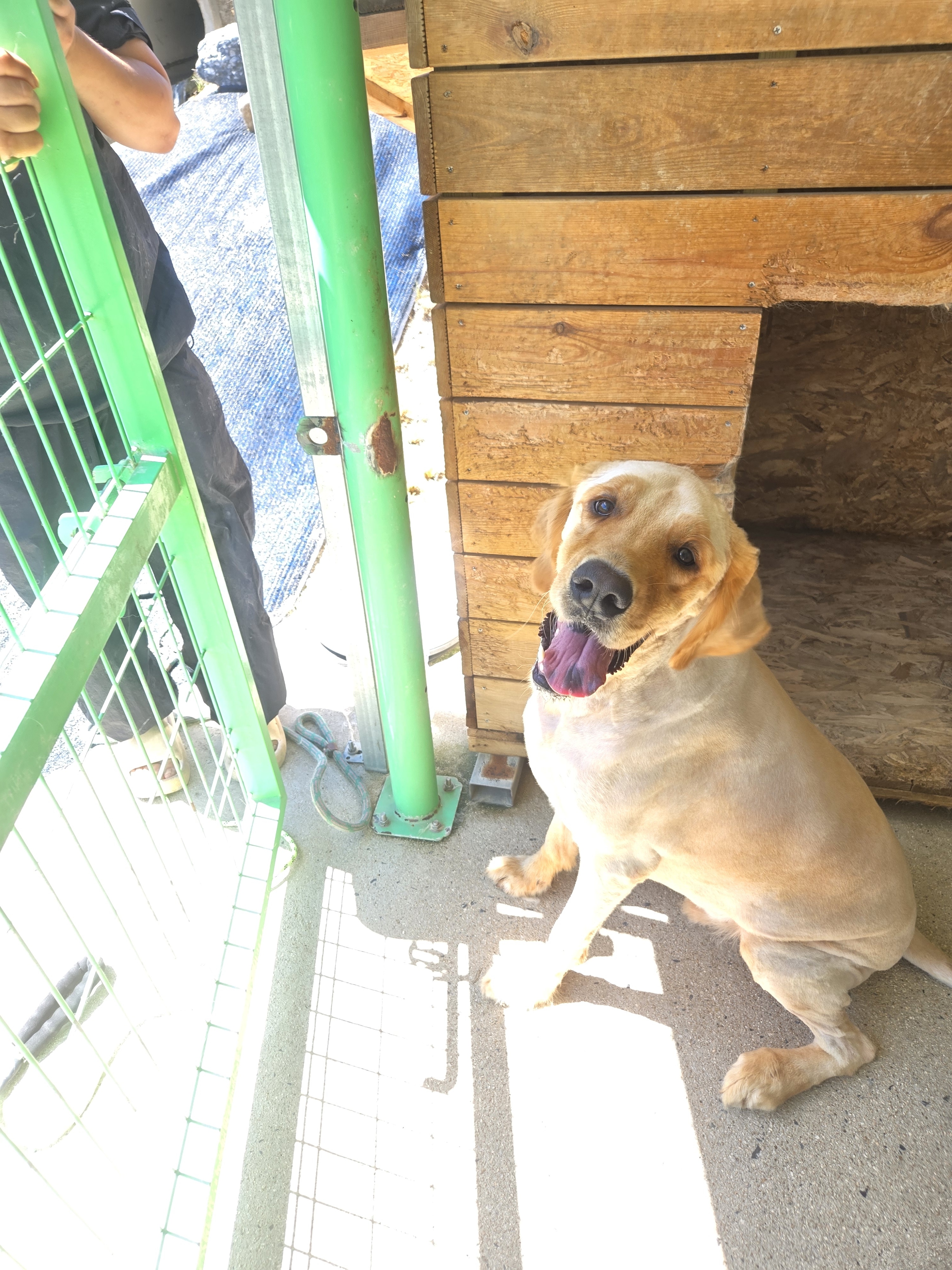 사랑할개 대형견 대표 이미지