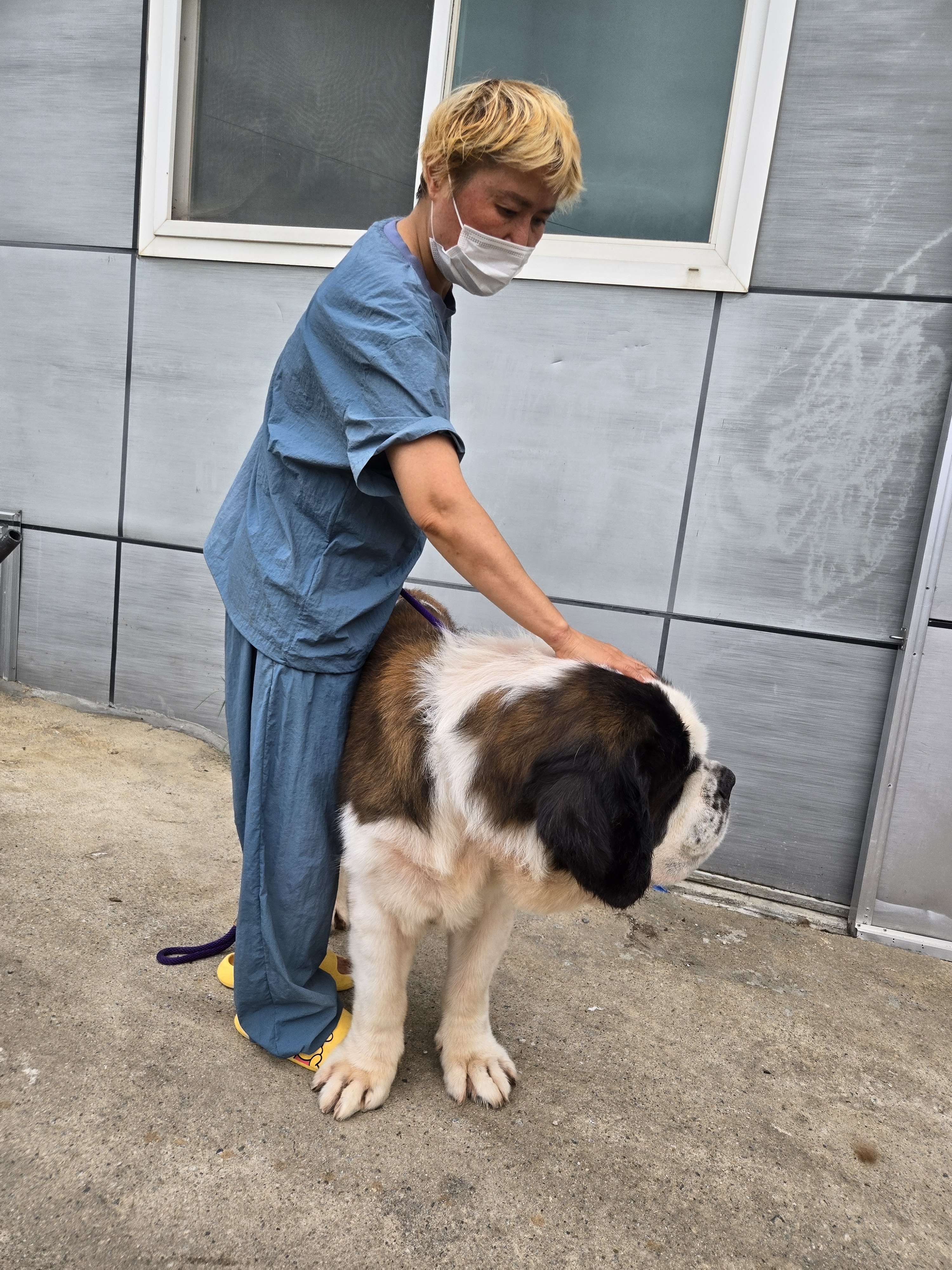 사랑할개 대형견 대표 이미지