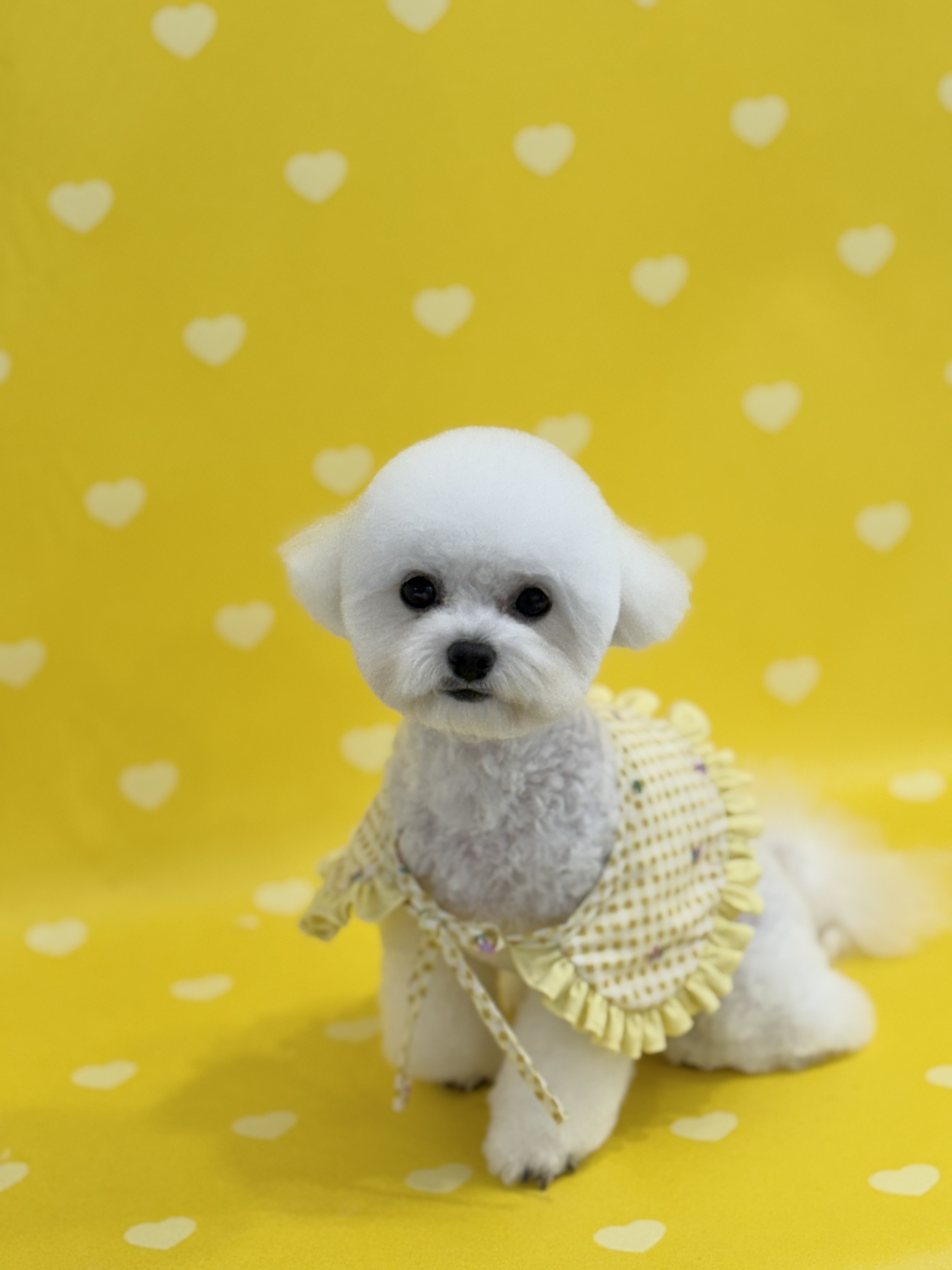 도그왈루 대표 이미지