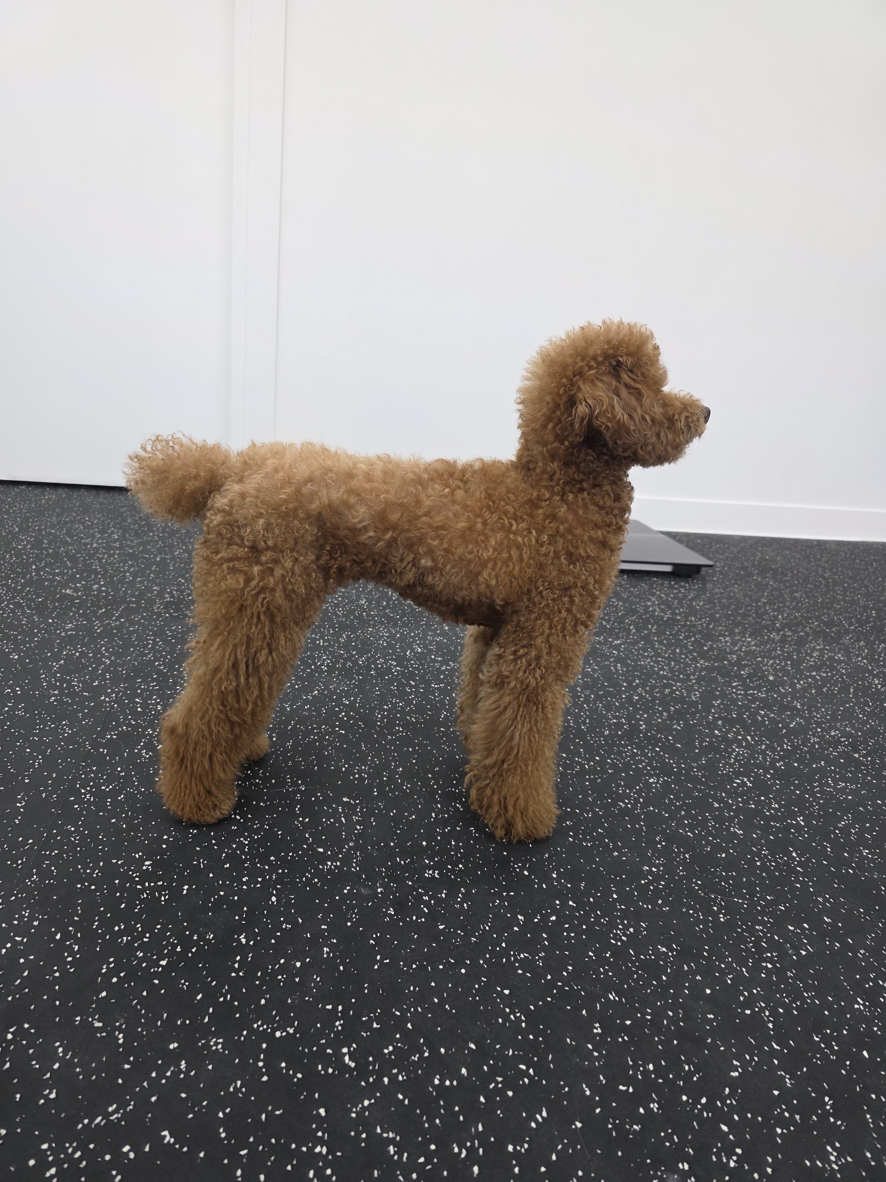 바디펫 반려견 수중 트레드밀 이미지