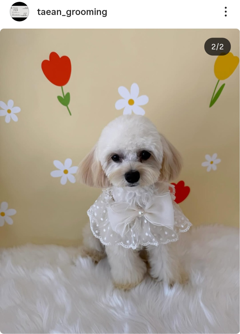 똥강아지애견샵 대표 이미지