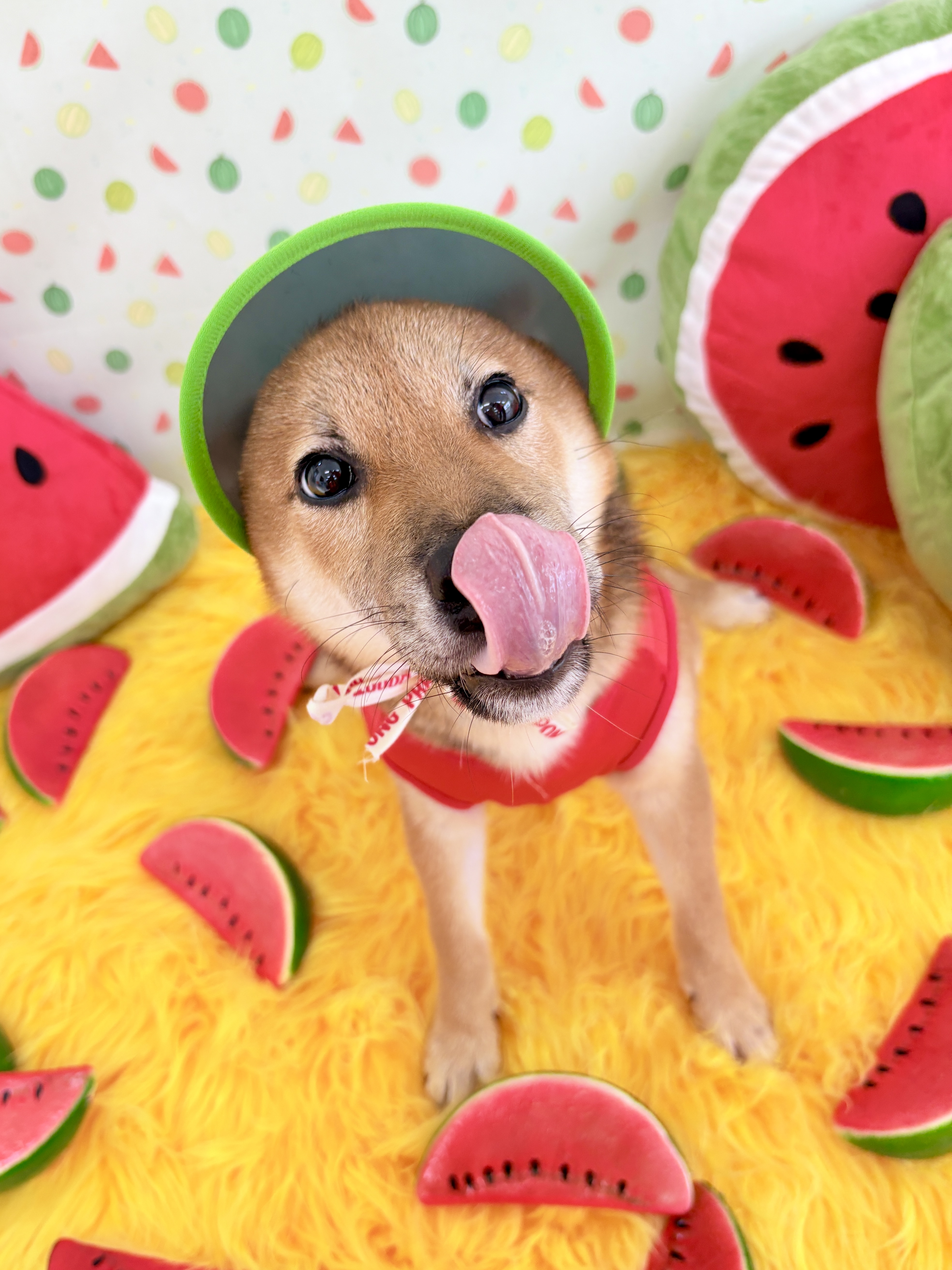 놀러오개 애견유치원 애견호텔 수원세류점 대표 이미지