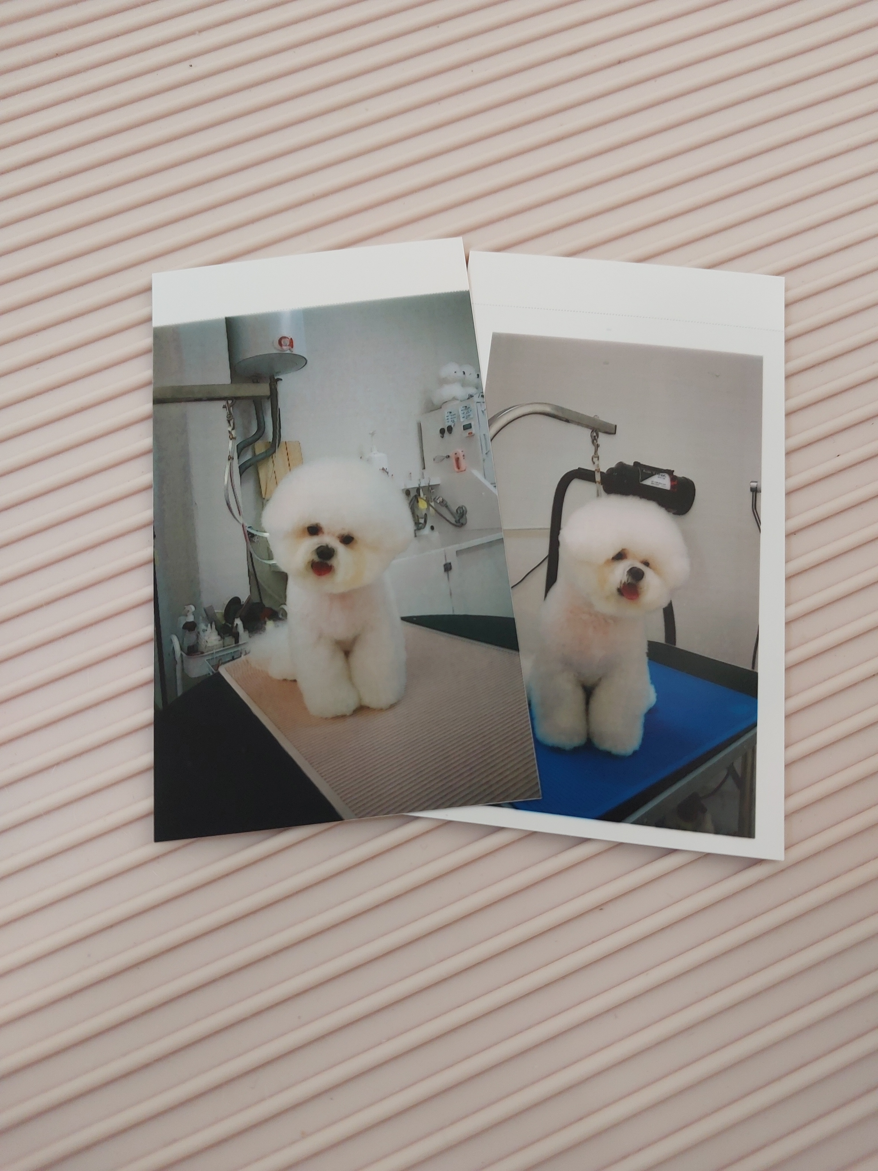 예쁠수밖개 대표 이미지