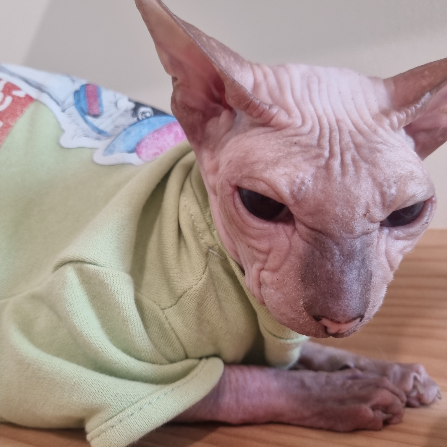 호텔샤샤 내부 이미지