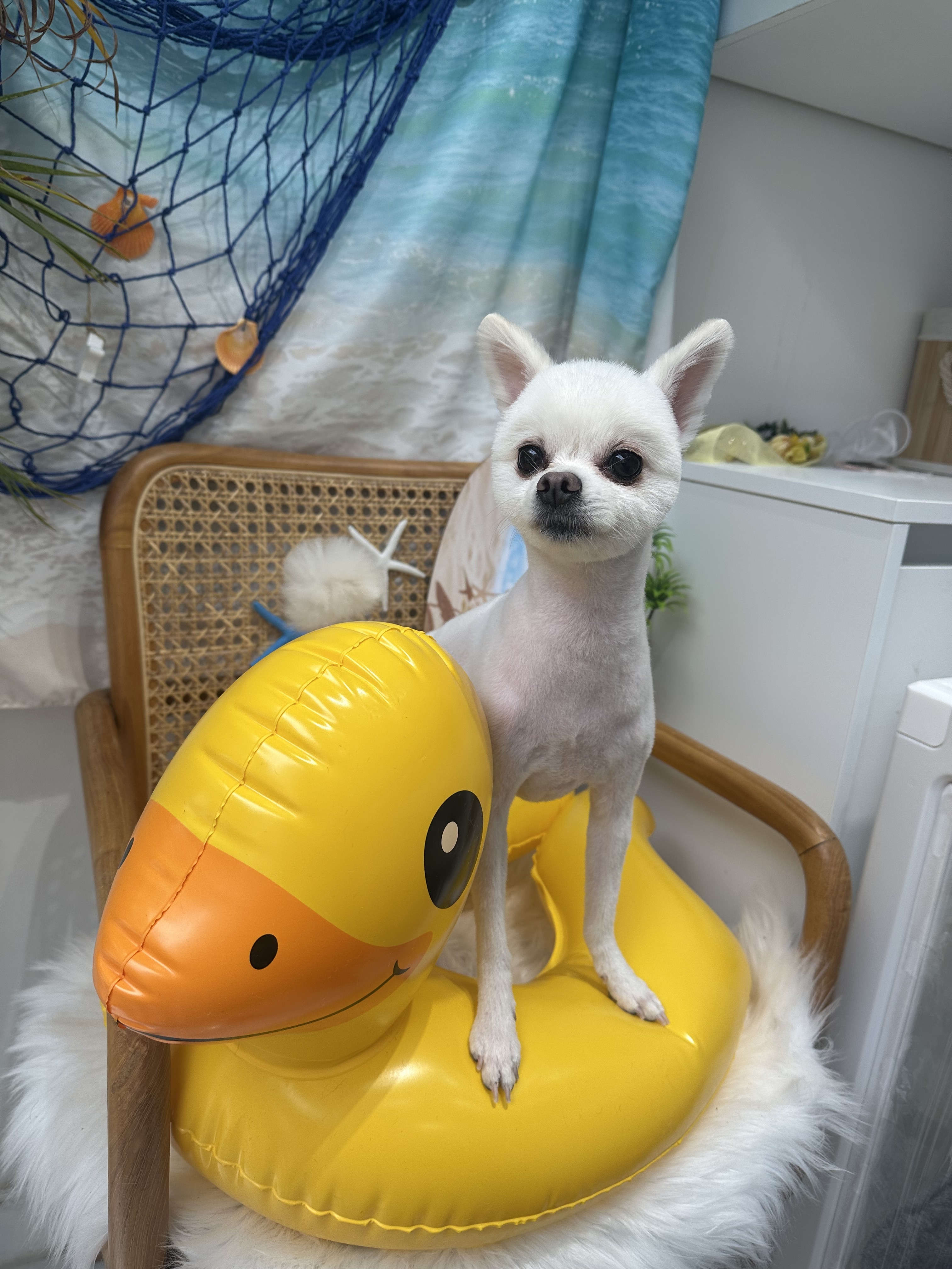 펫프렌즈 애견미용&호텔 대표 이미지