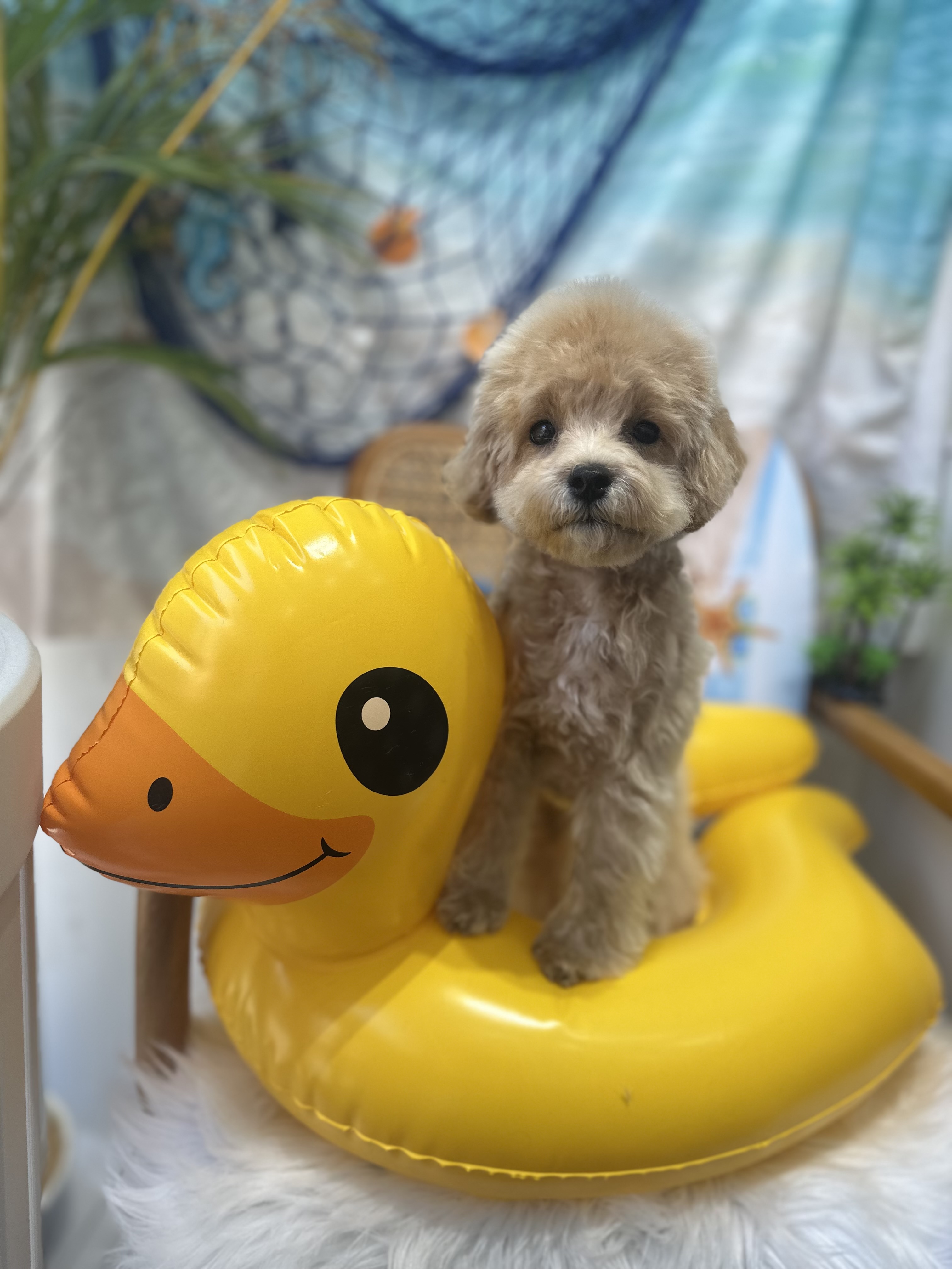 펫프렌즈애견미용실&호텔 대표 이미지