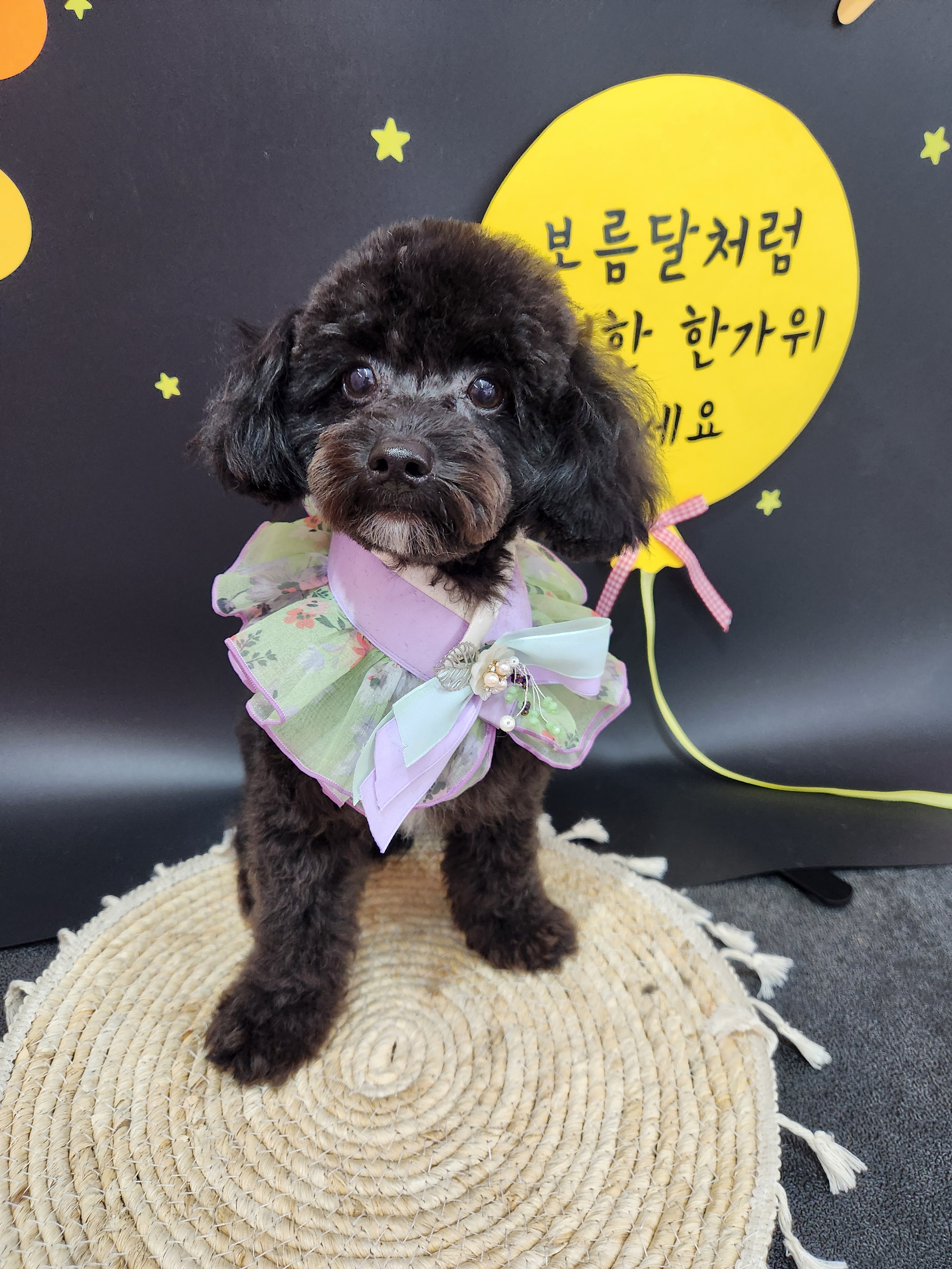 복이네도그살롱 대표 이미지