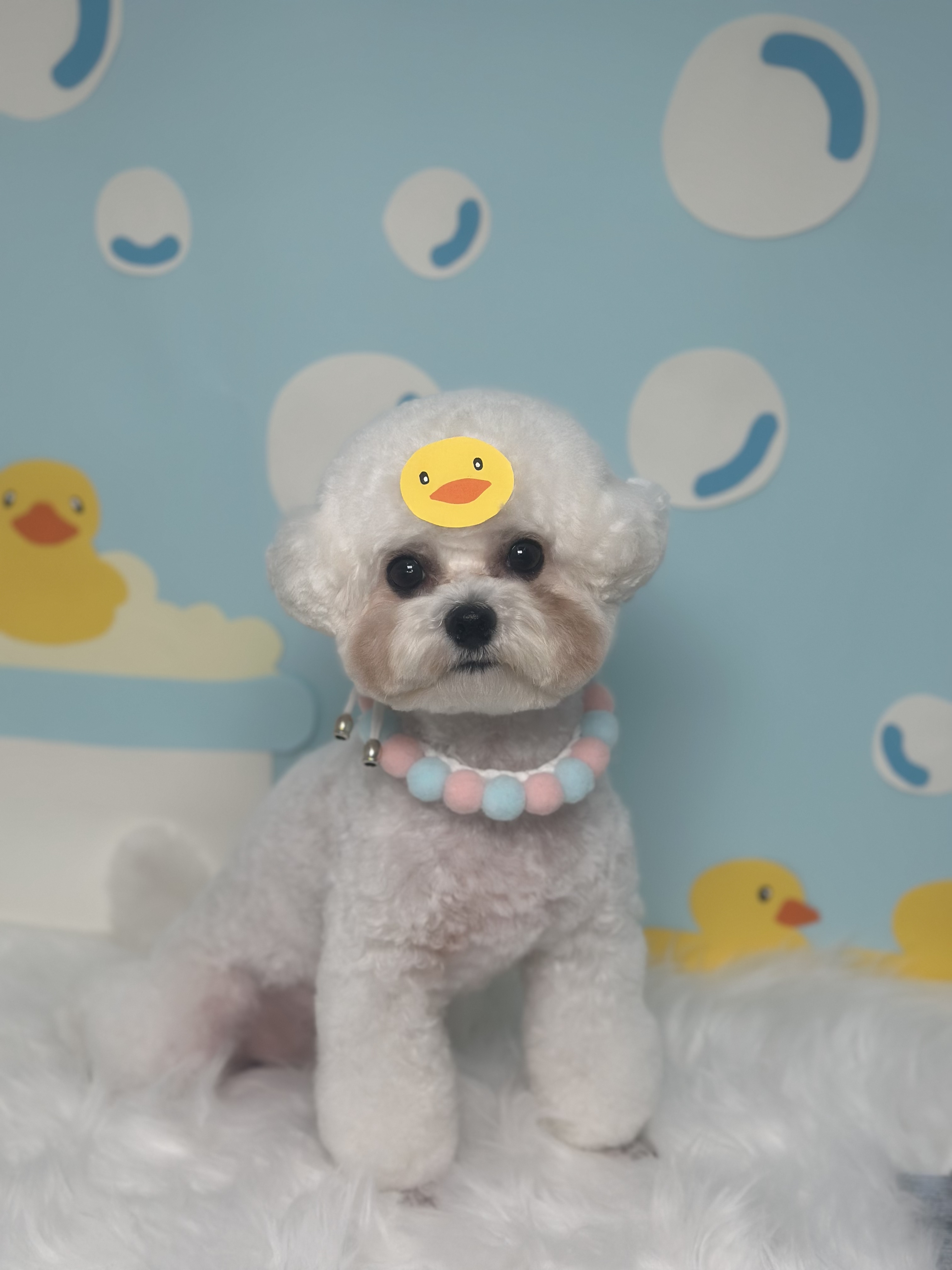 데이도그 대표 이미지