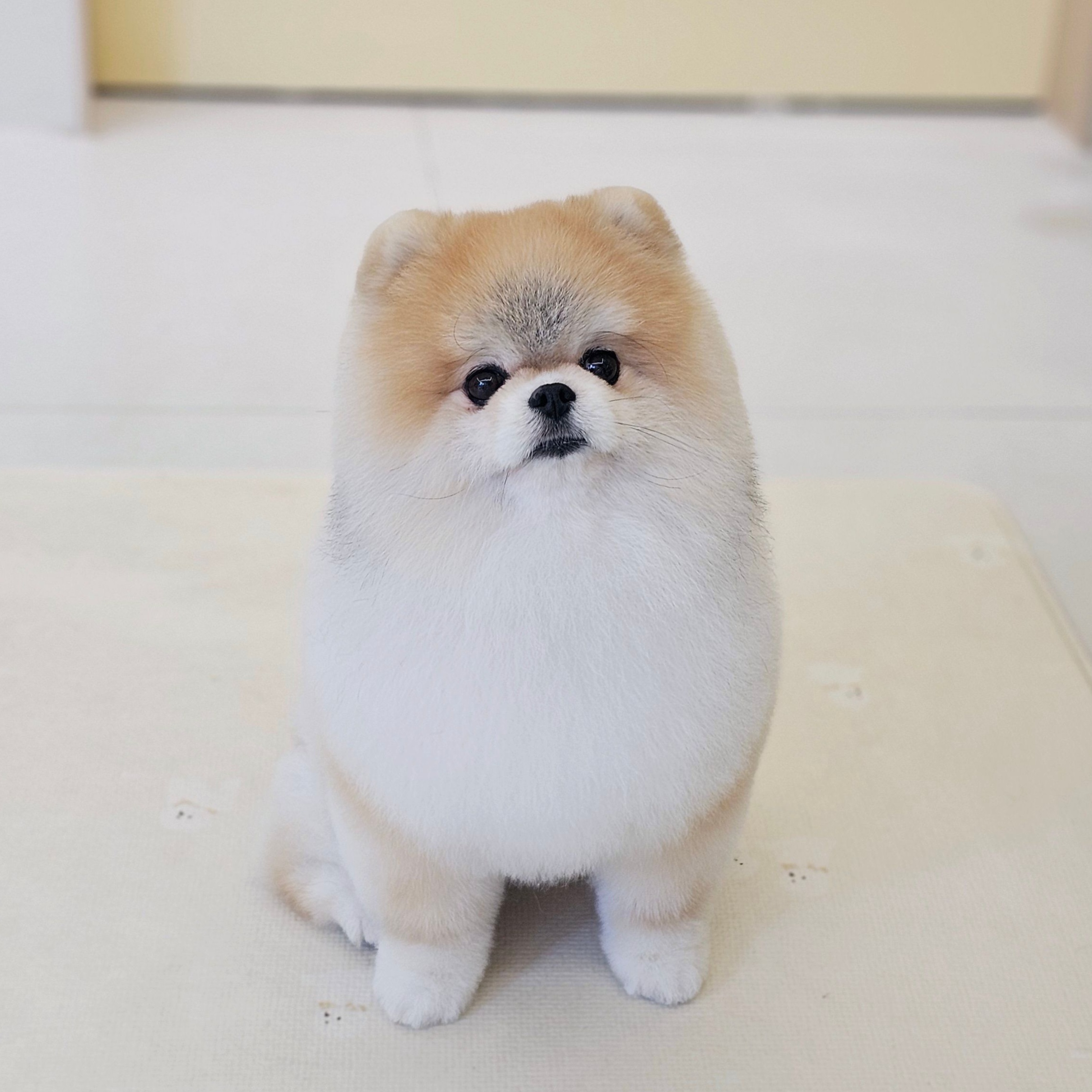 따뜻하개 대표 이미지