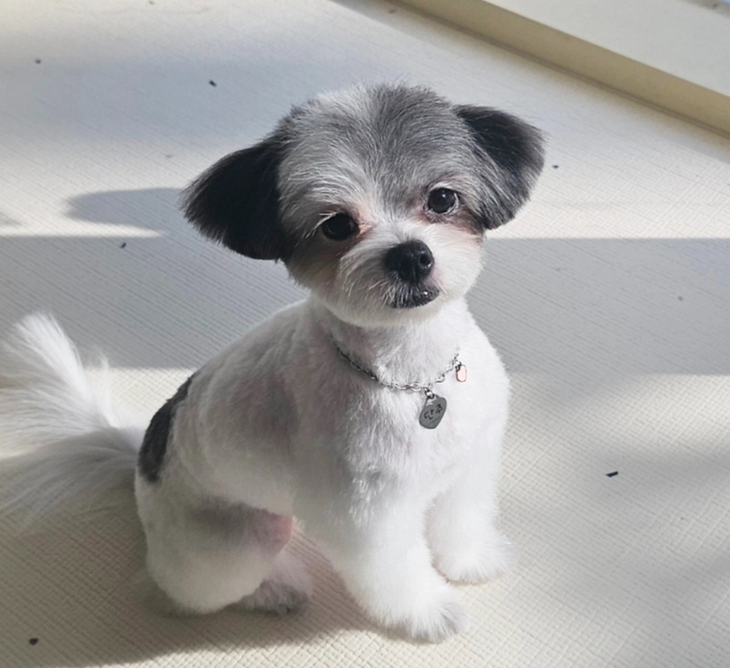 따뜻하개 대표 이미지