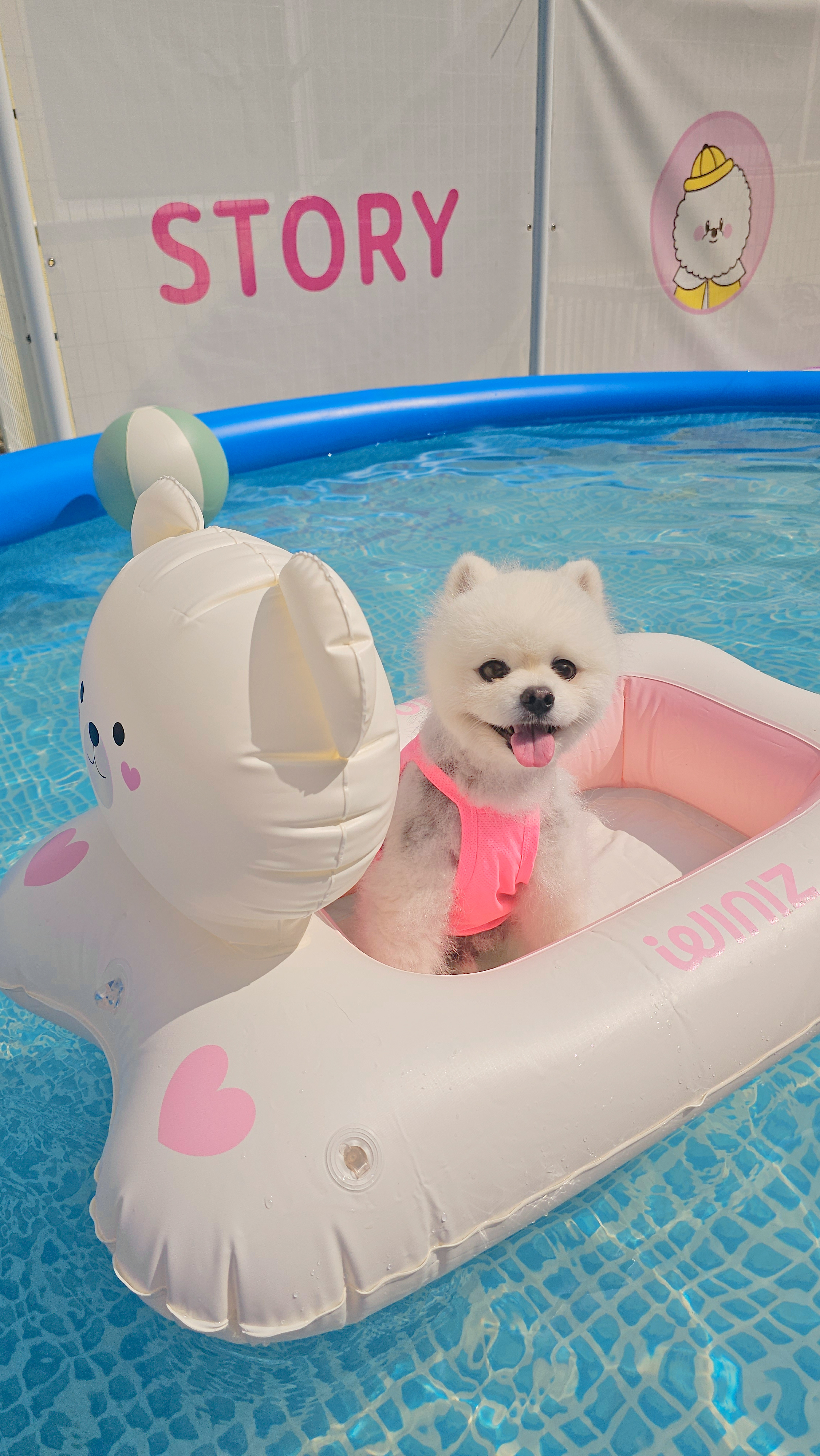 스토리멍 여수애견호텔 여수애견유치원 대표 이미지