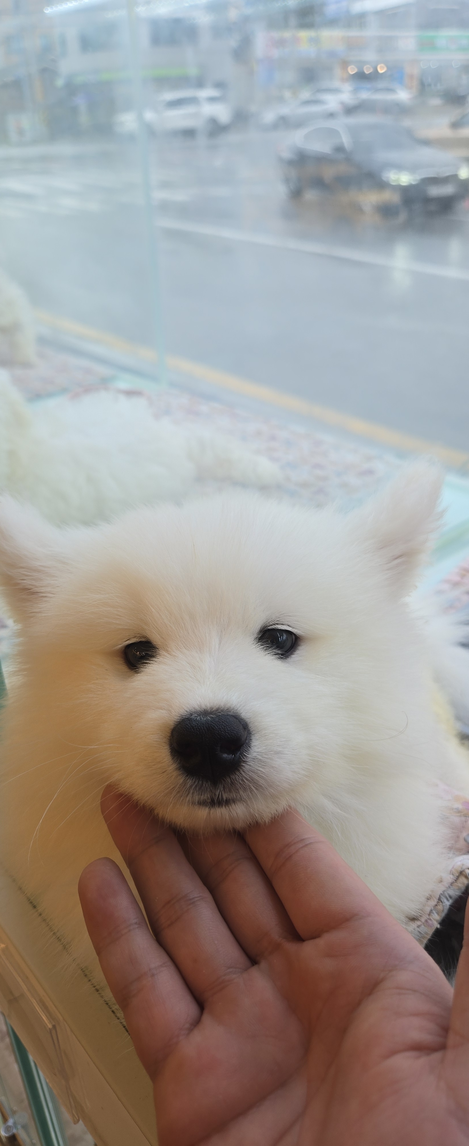 라이프독 강릉점 대표 이미지