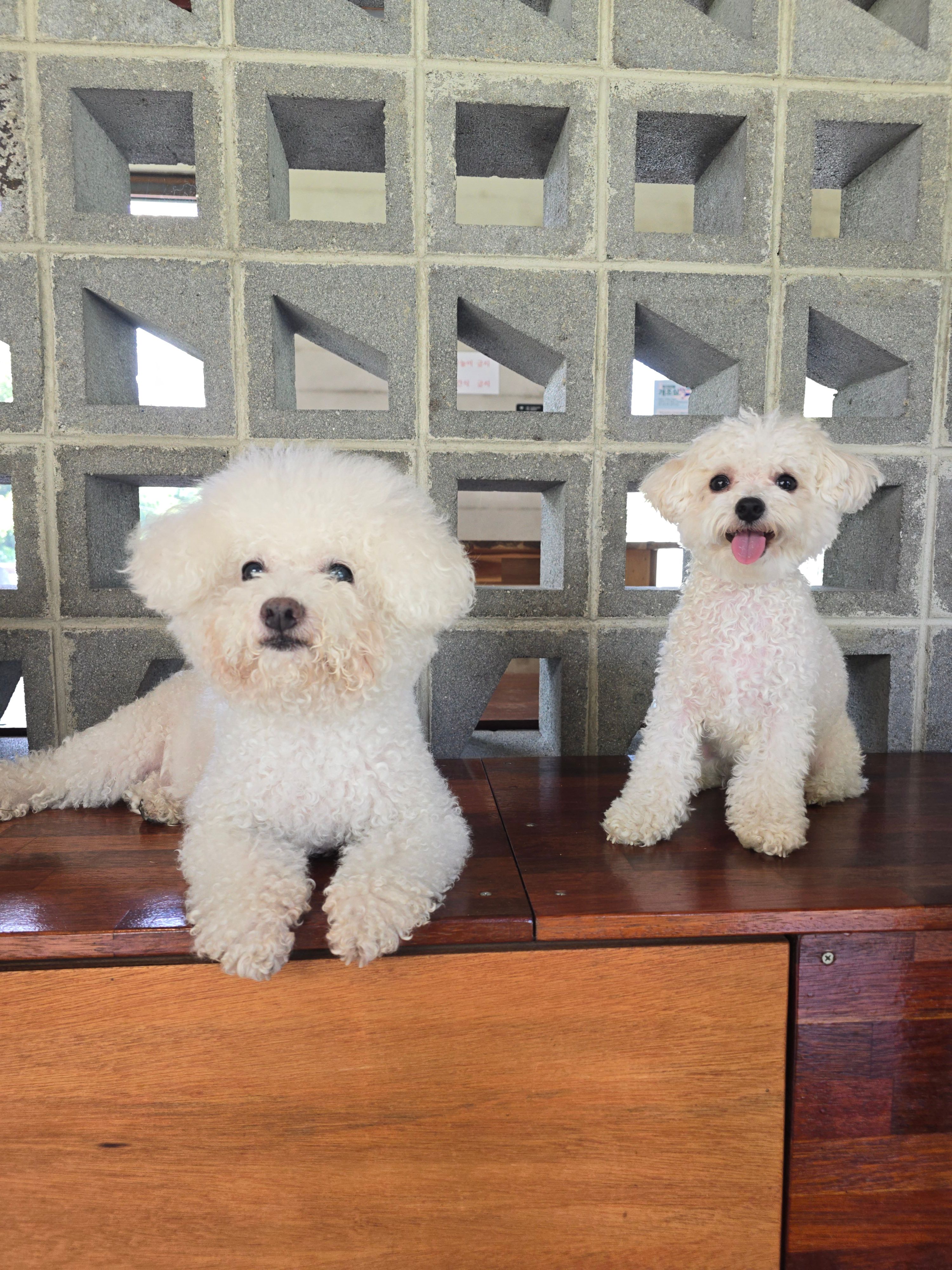 옐레드 대구신월성점 대표 이미지 - 강아지 유치원 모습