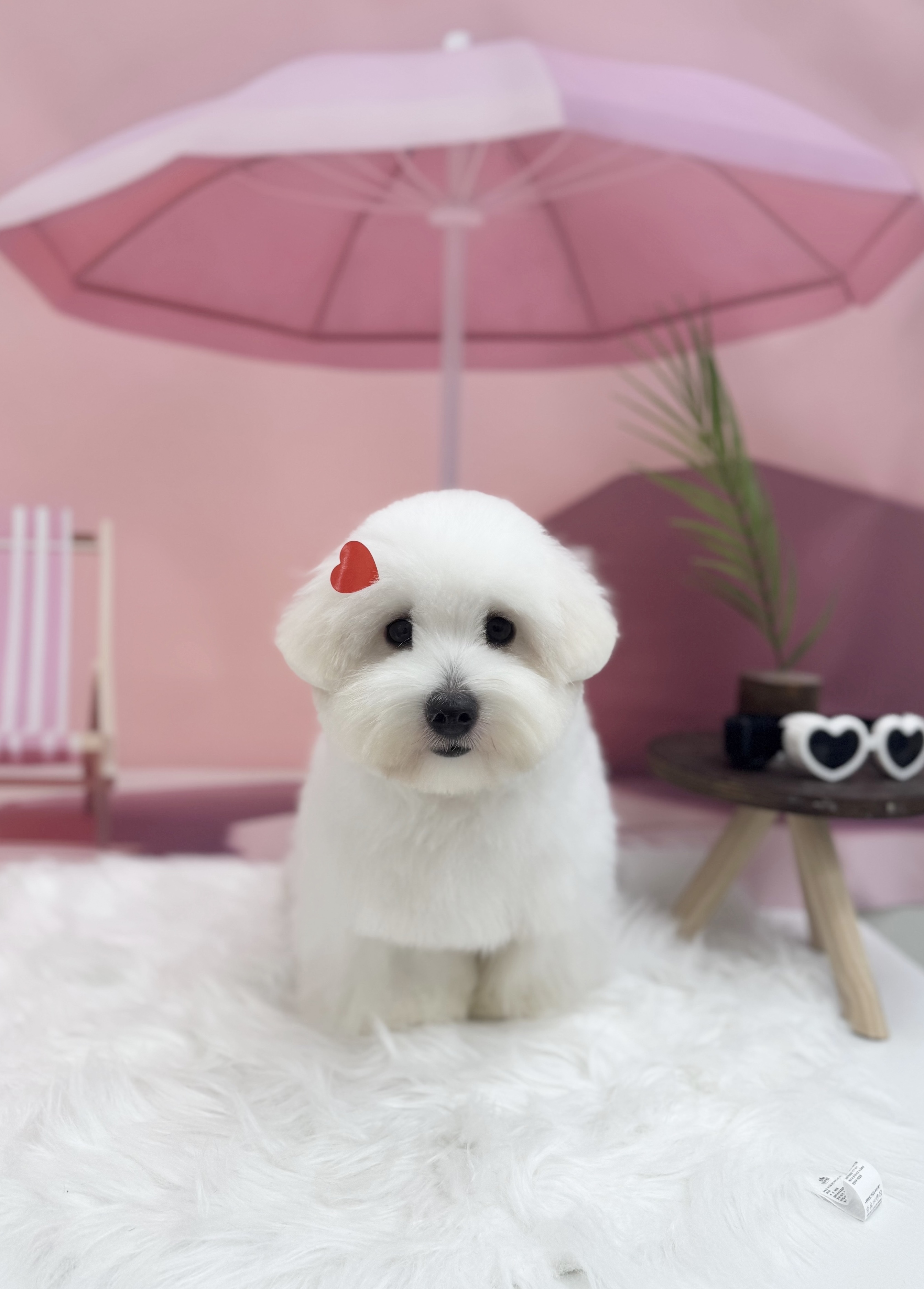 트윈독스 대표 이미지