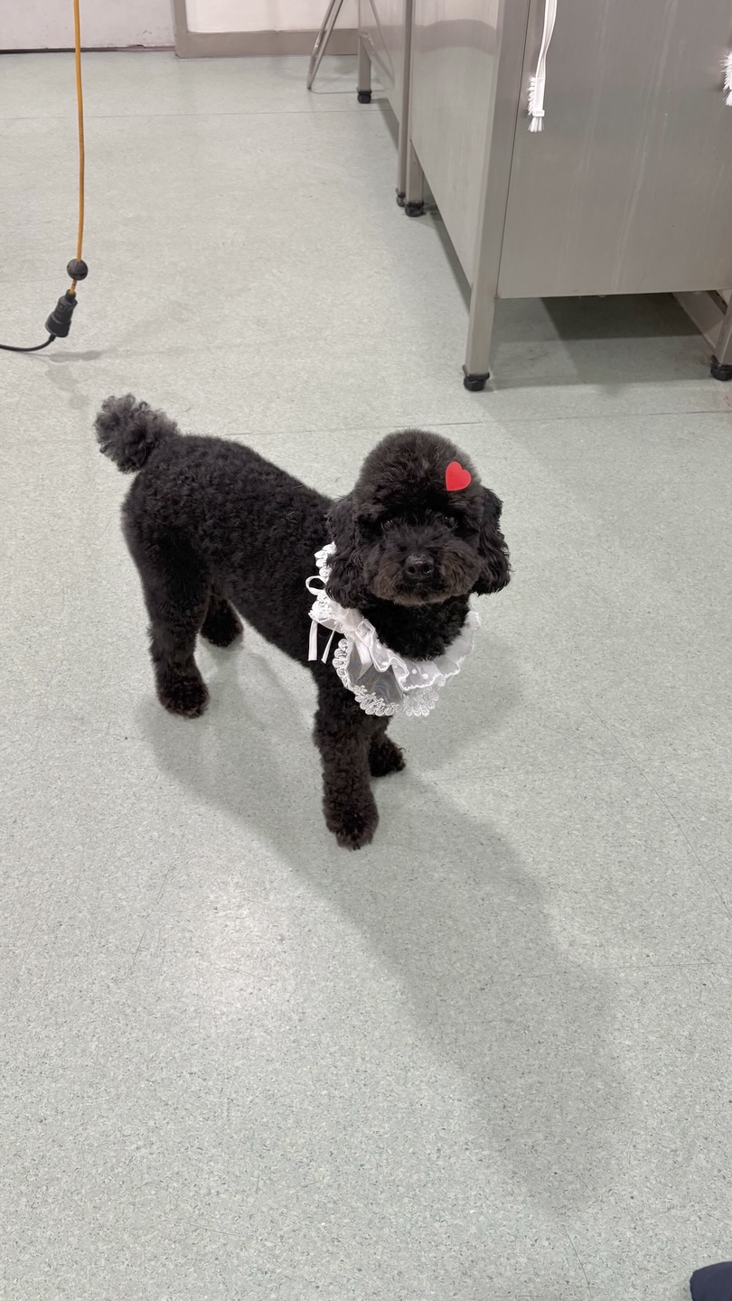 솔펫애견미용놀이터 대표 이미지