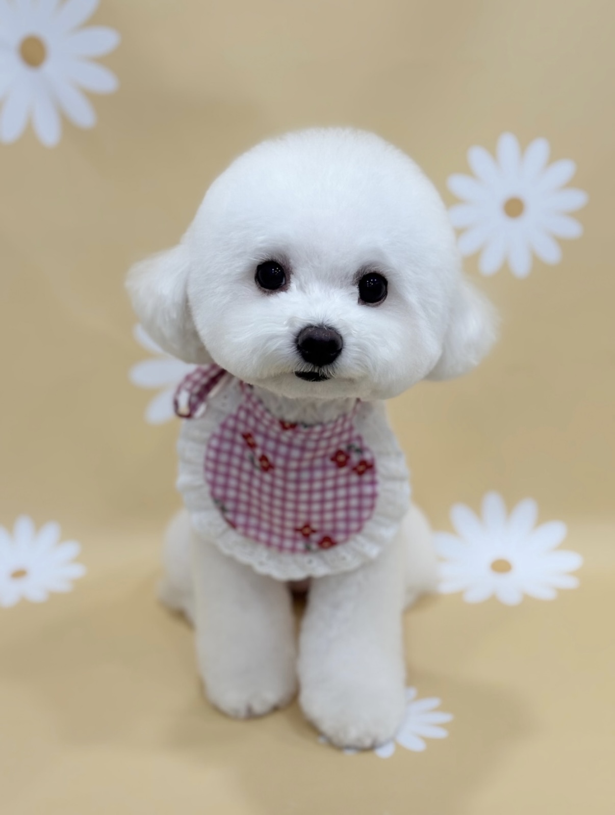 펫즈 대표 이미지