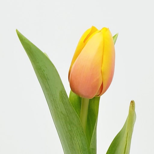 카페대장경