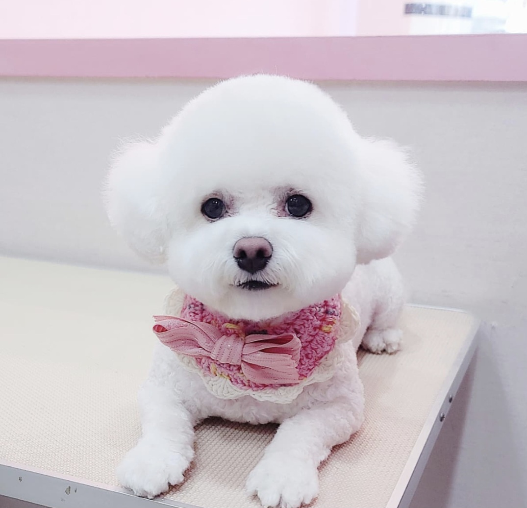 유진펫살롱 반려동물 동반 애견카페