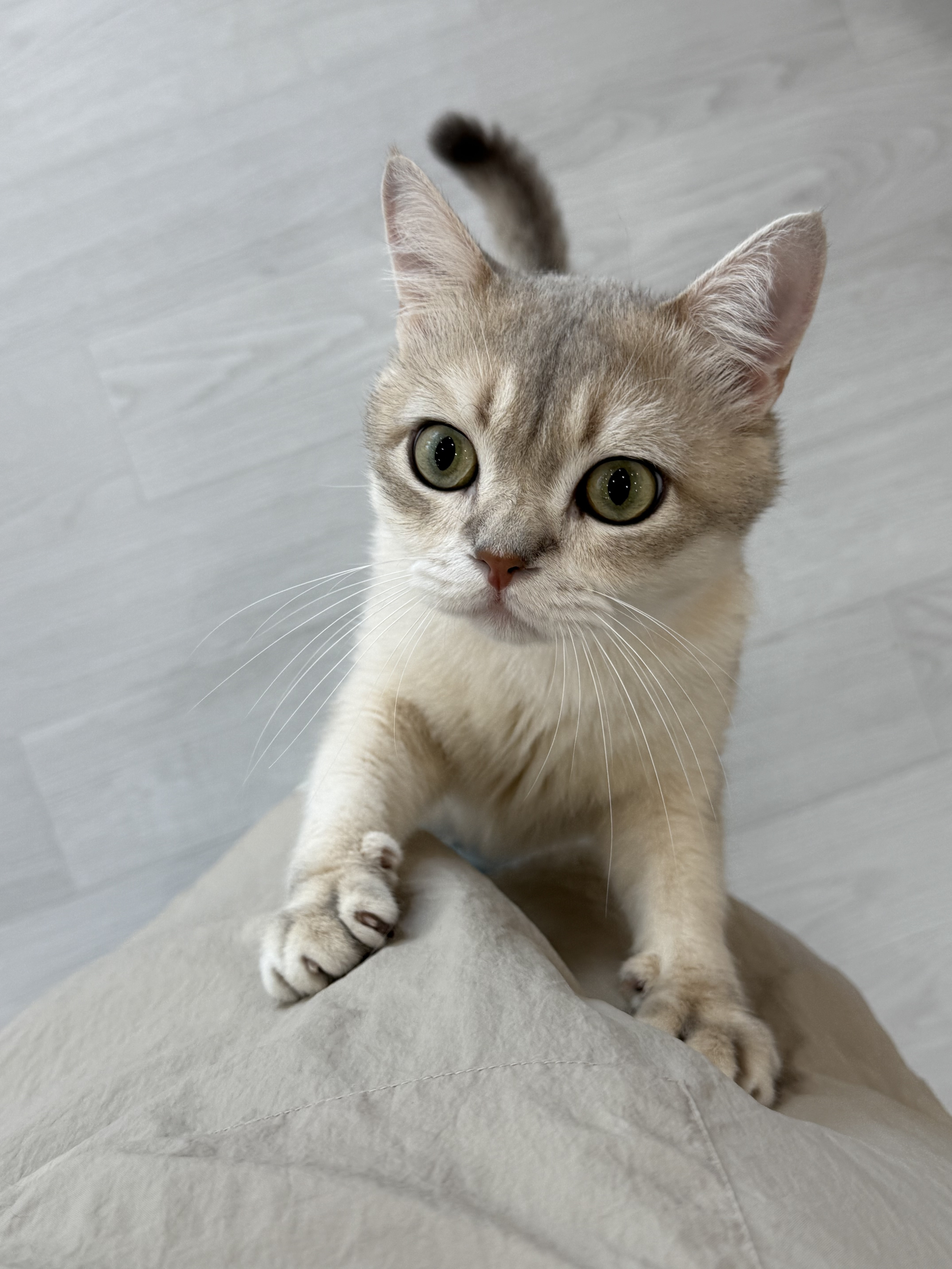 캣플헤븐 대구동성로점 대표 이미지