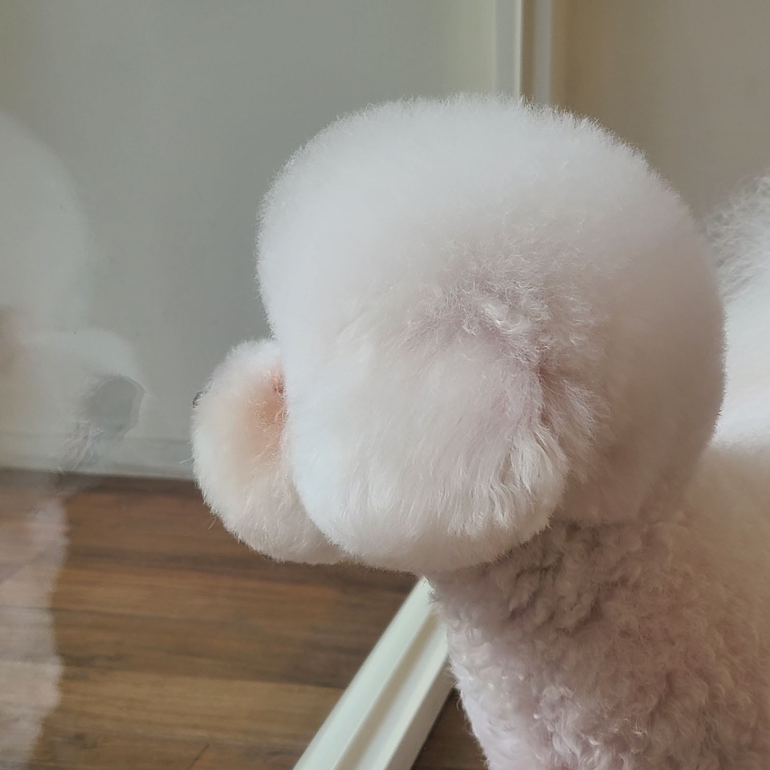 몽까듀 대표 이미지