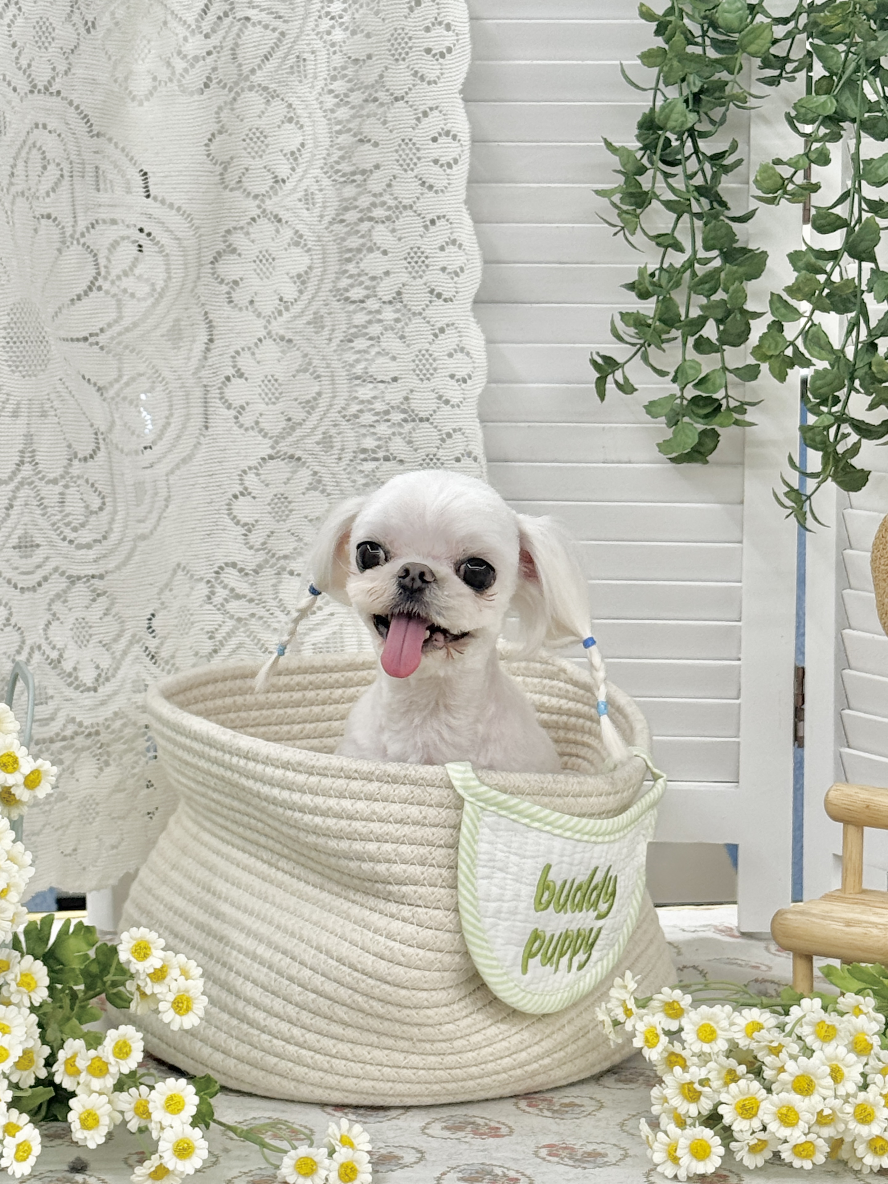 버디퍼피 반려견미용실 대표 이미지