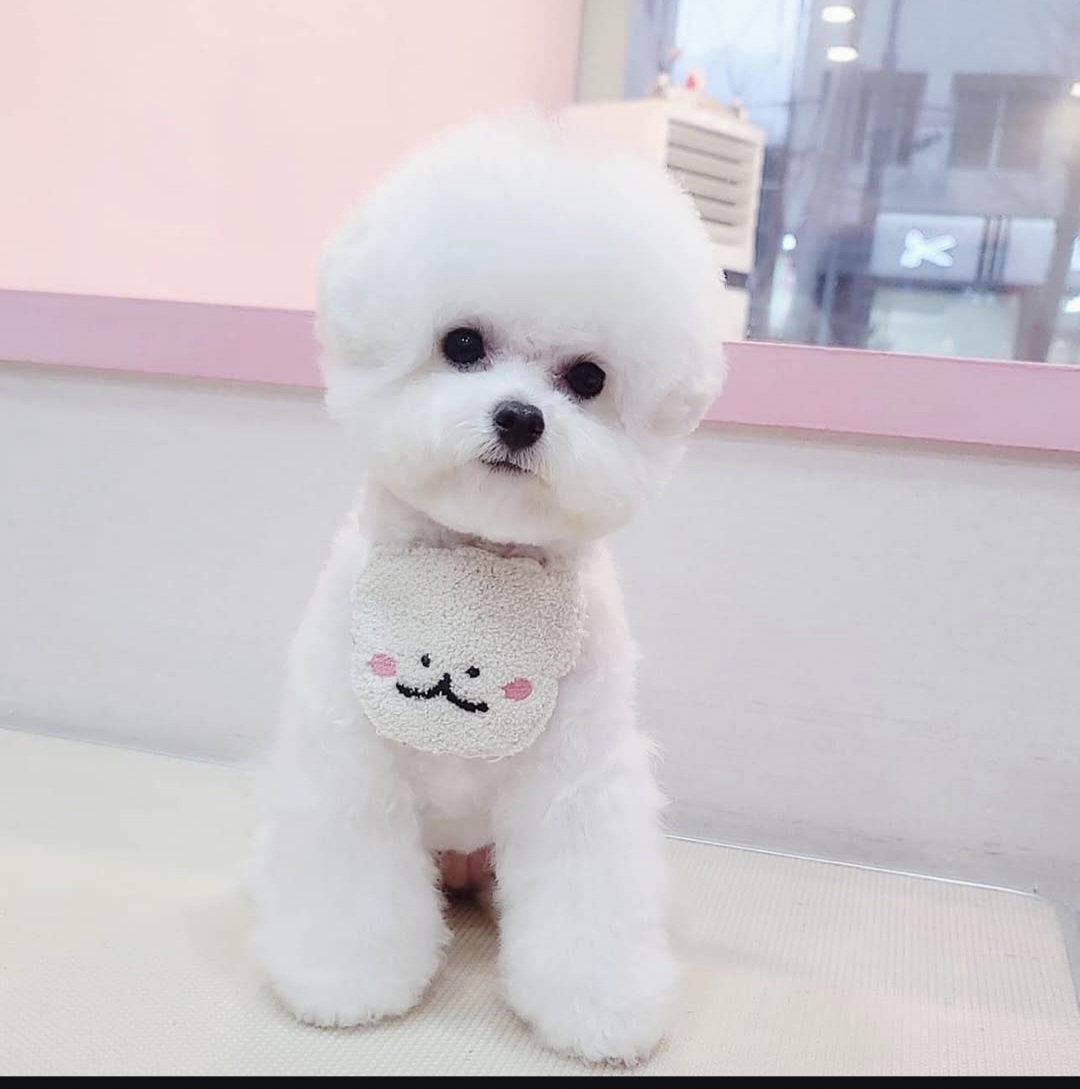 유진펫살롱 2