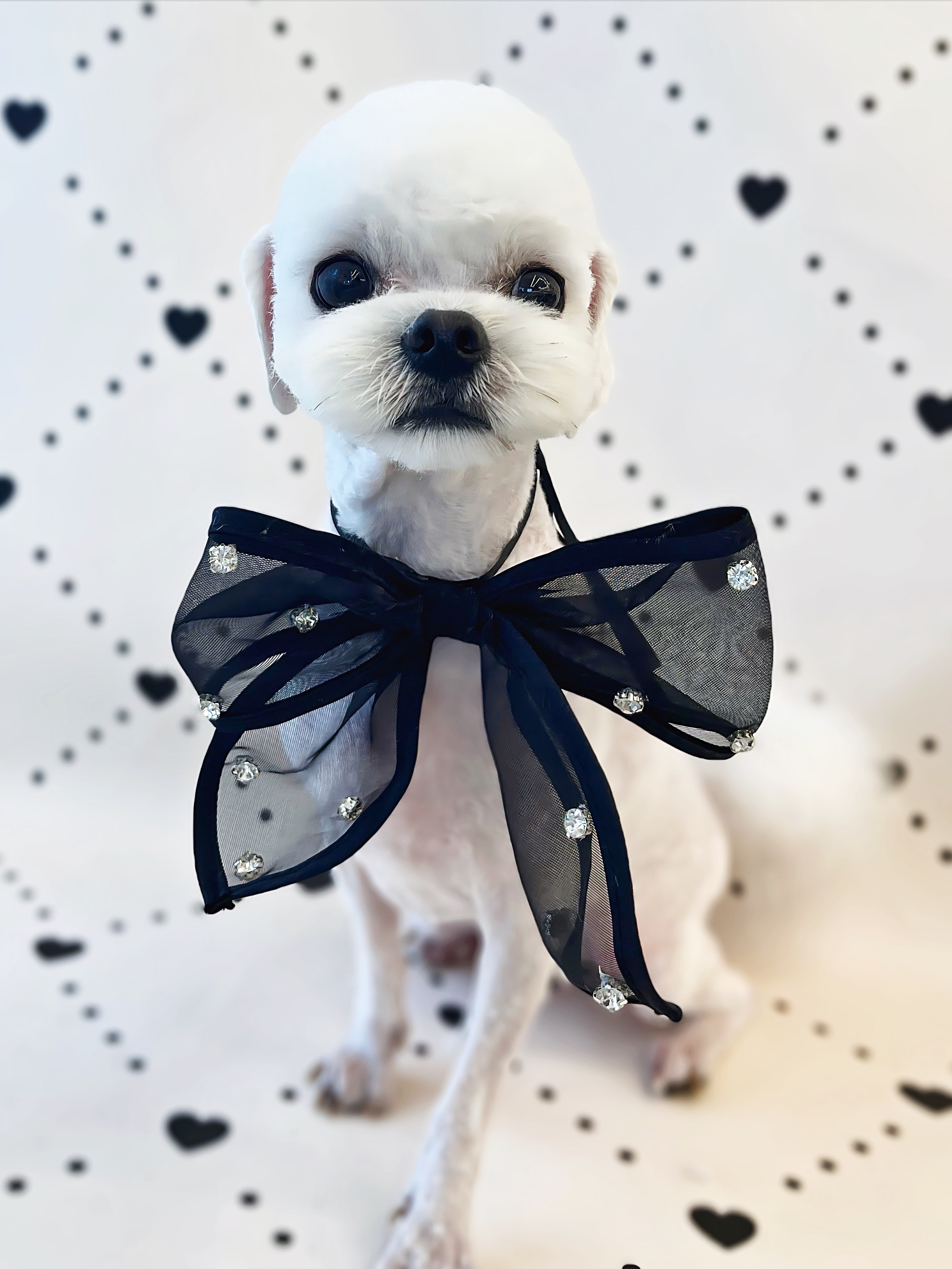 플러피독 대표 이미지