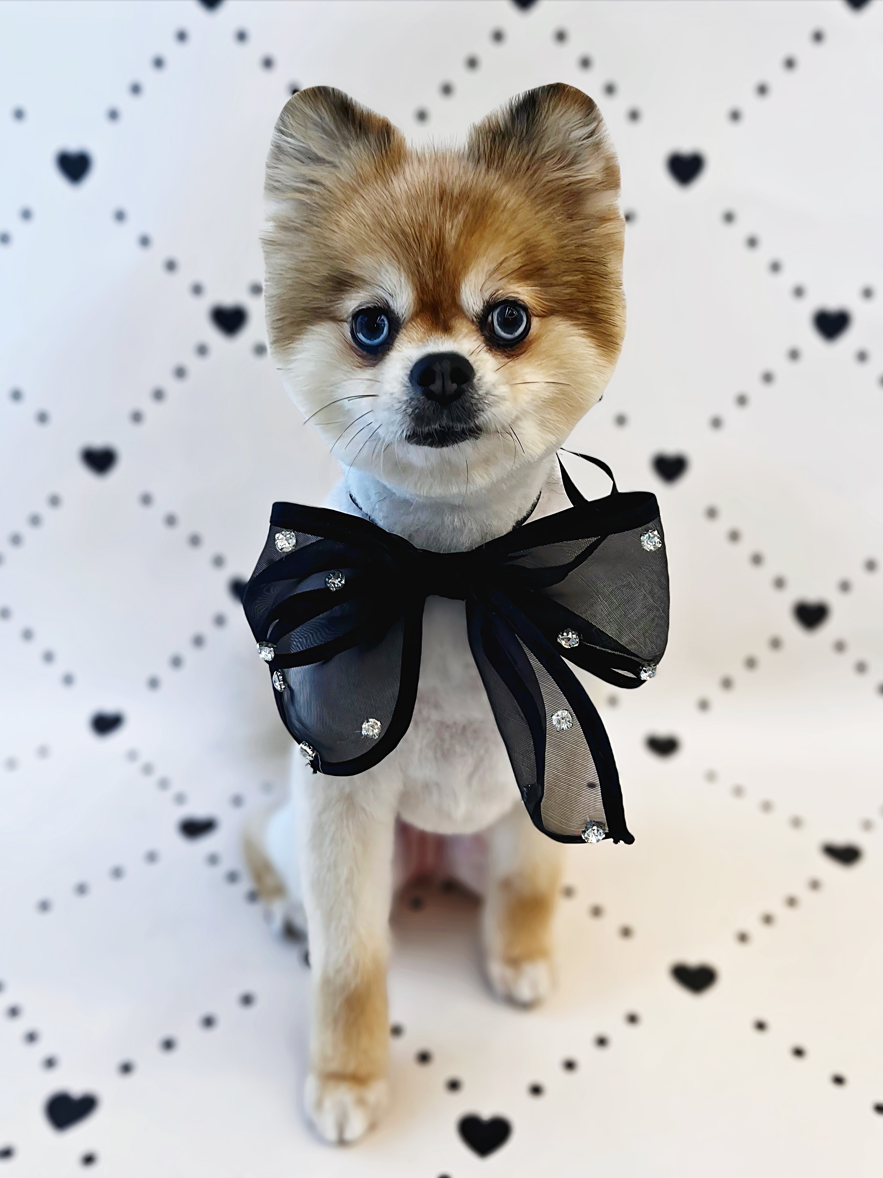 플러피독 애견미용&호텔&유치원 대표 이미지