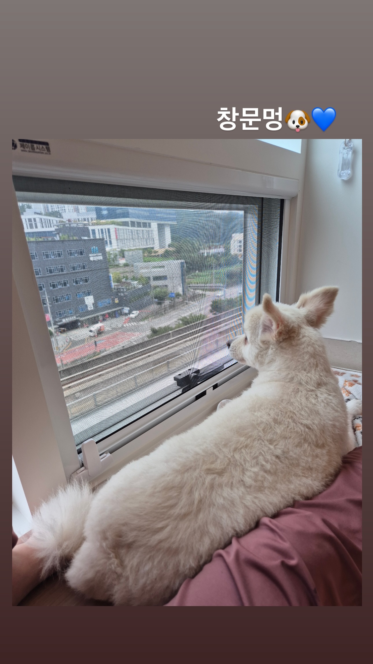 꼬모댕프라이빗애견호텔 대표 이미지