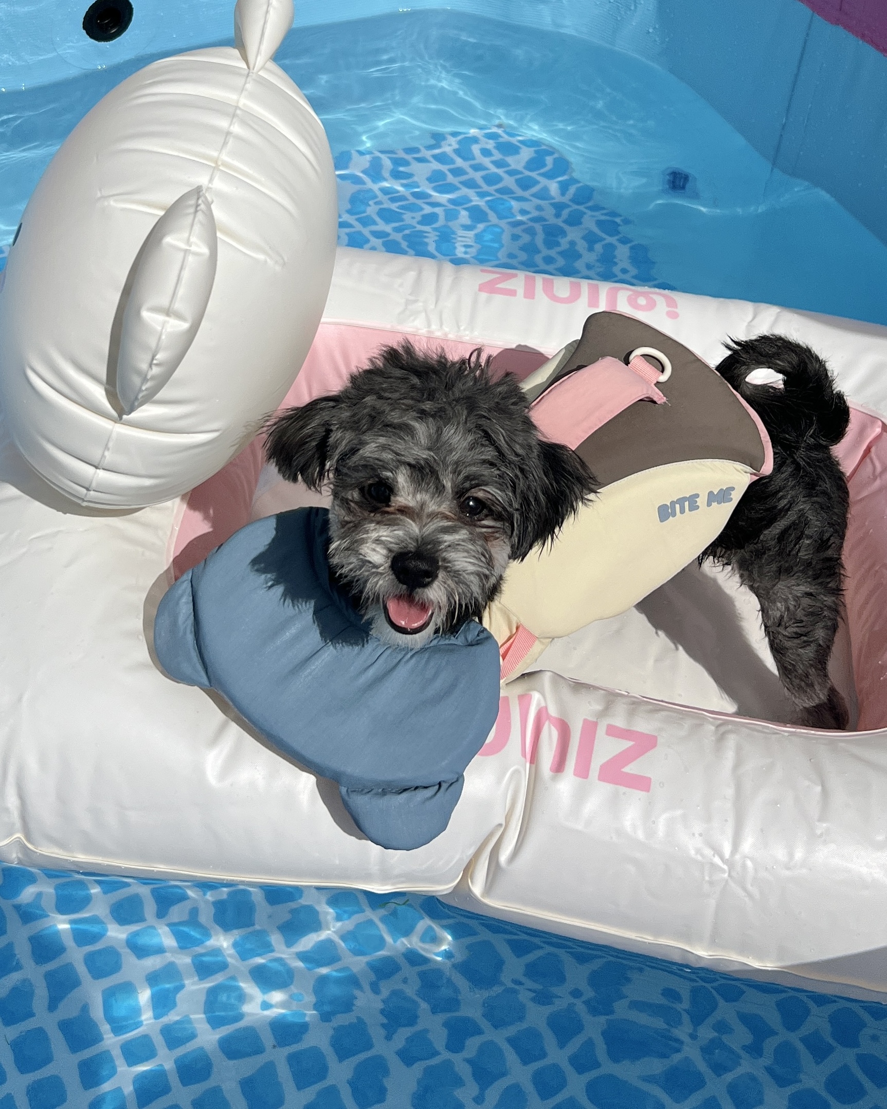 댕스히얼 대표 이미지