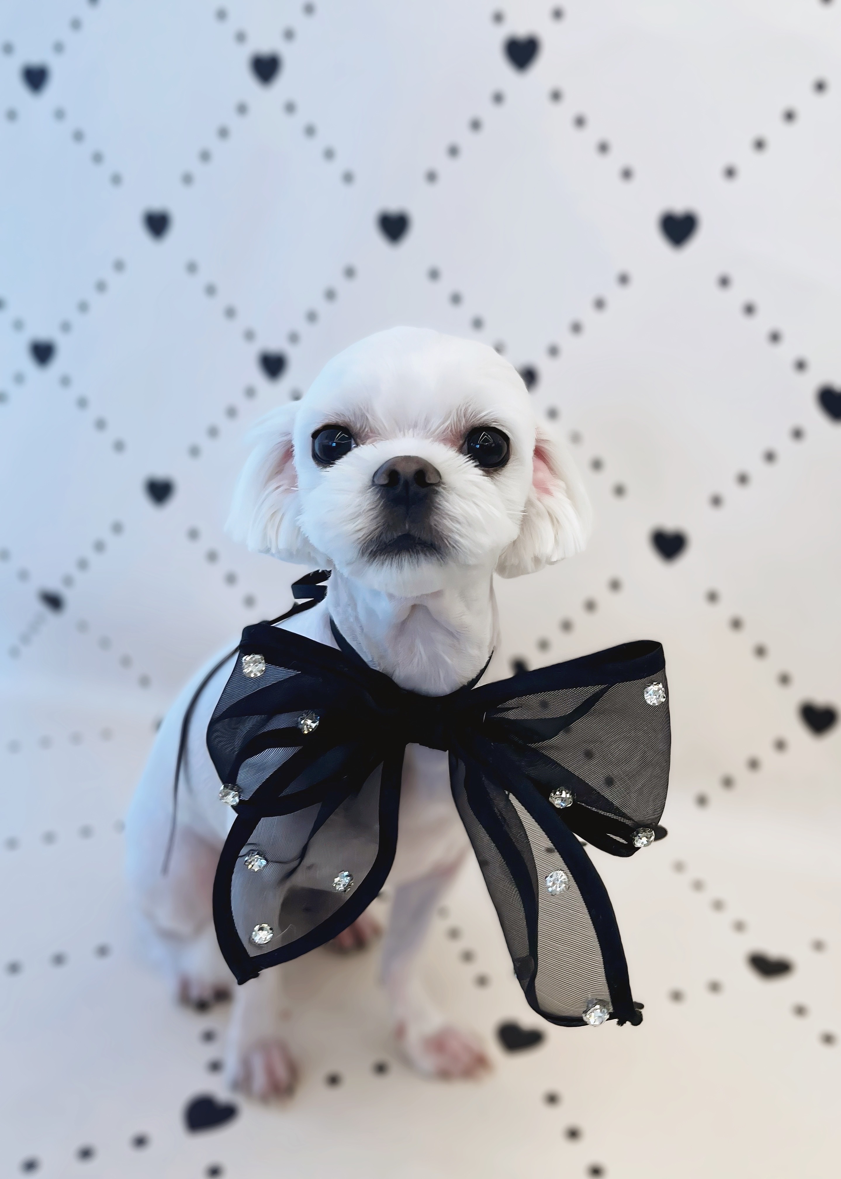 플러피독 애견미용&호텔&유치원 대표 이미지