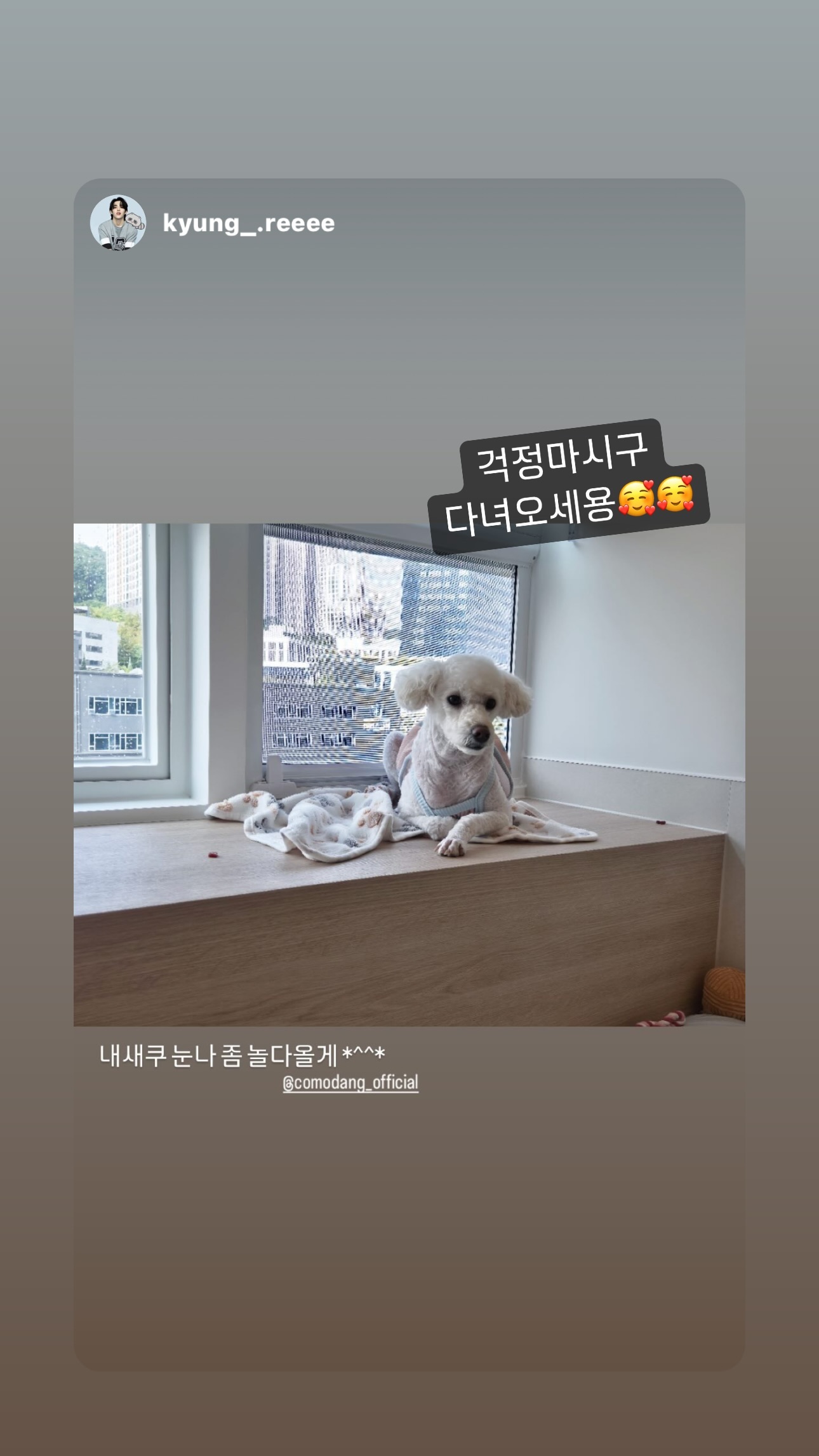 꼬모댕프라이빗애견호텔 대표 이미지