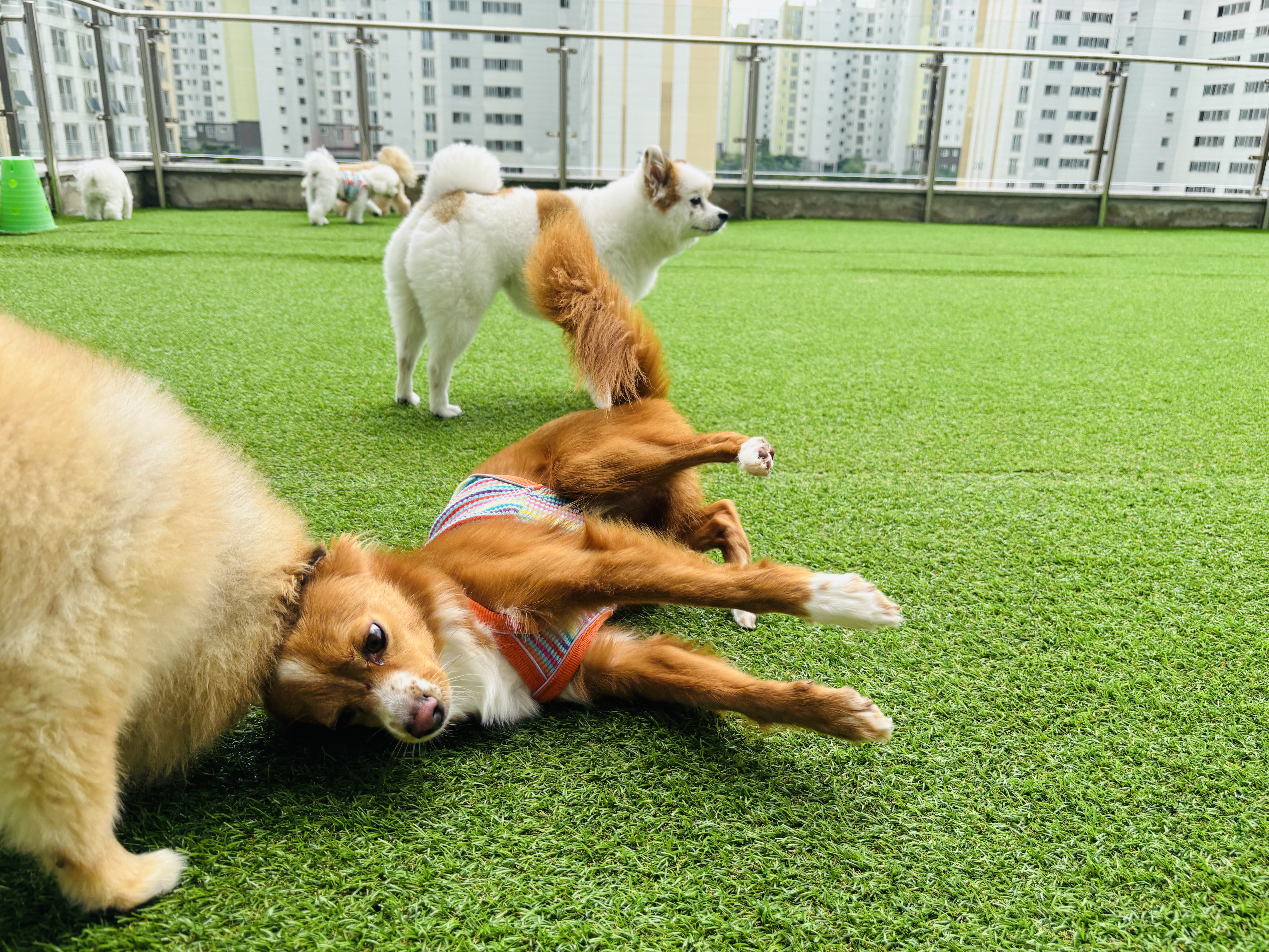 댕글댕글유치원 대표 이미지