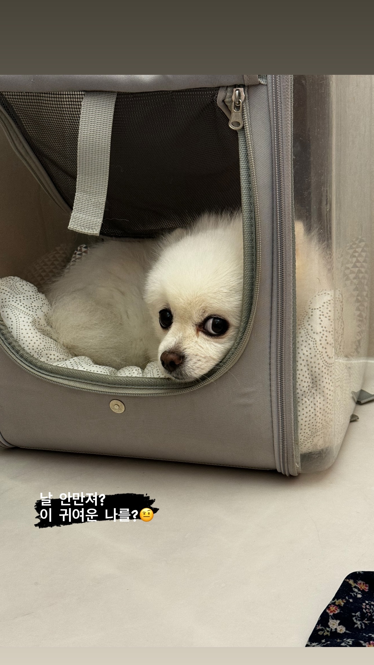 꼬모댕프라이빗애견호텔 대표 이미지