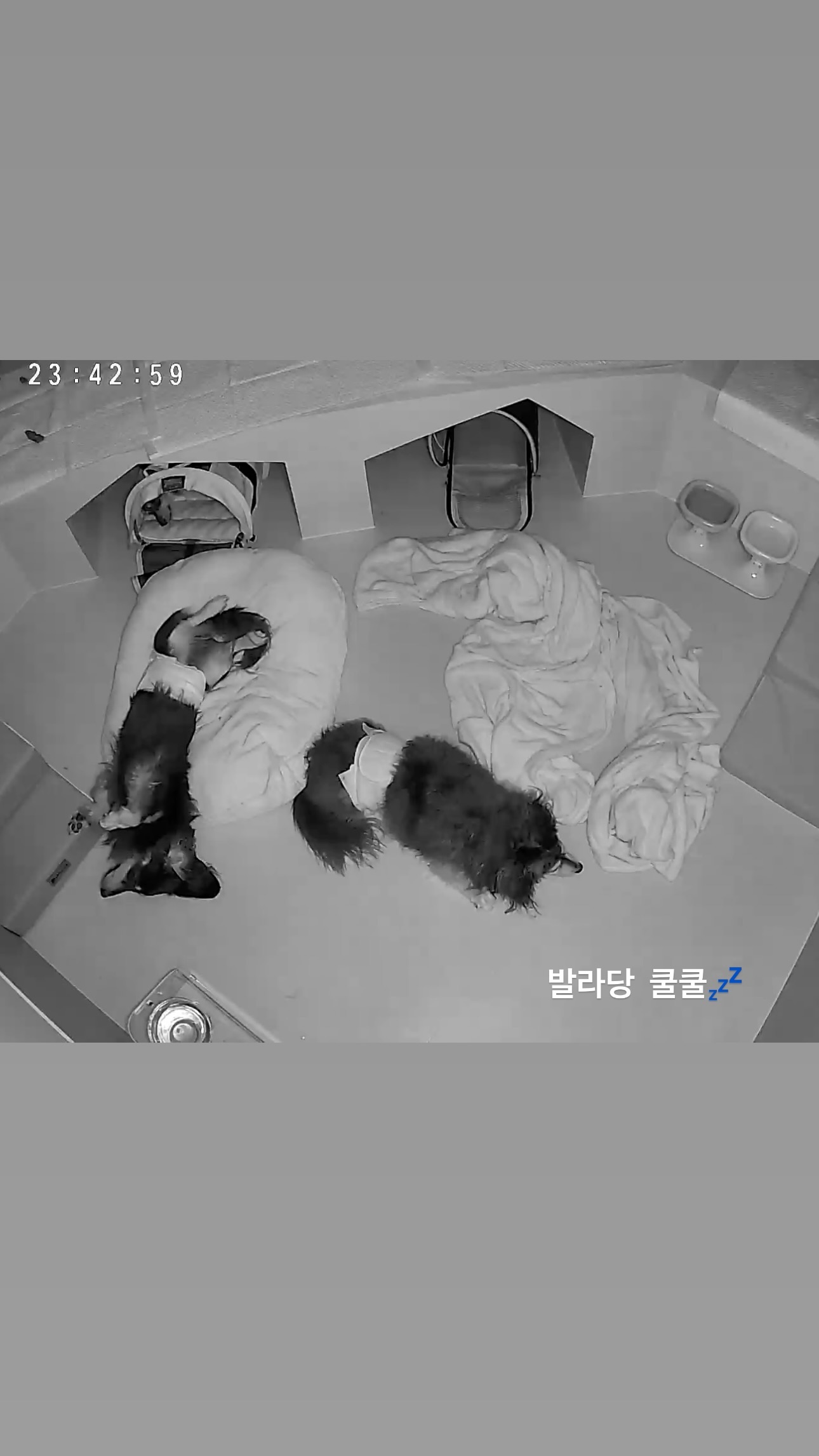 꼬모댕프라이빗애견호텔 대표 이미지